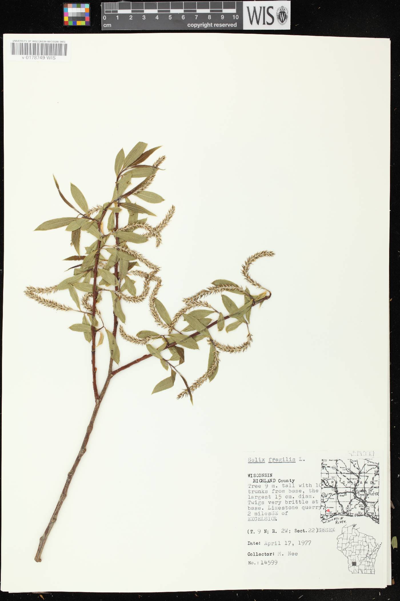 Salix x fragilis image