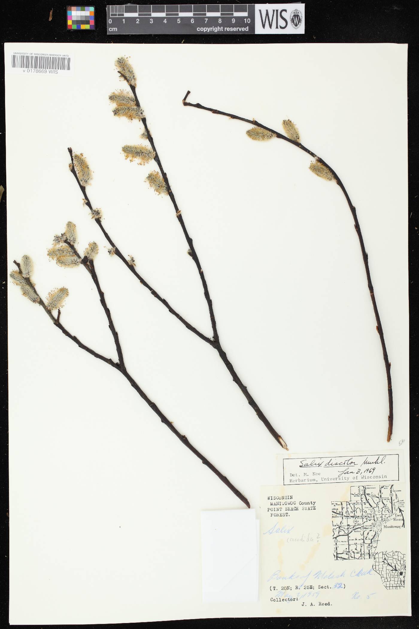 Salix discolor image