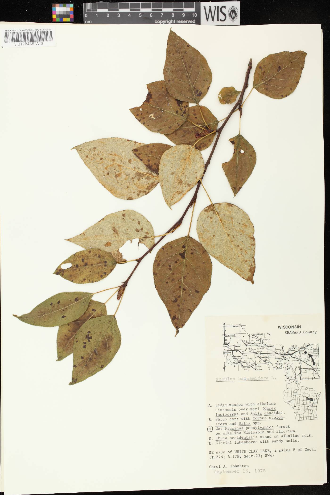 Populus balsamifera image