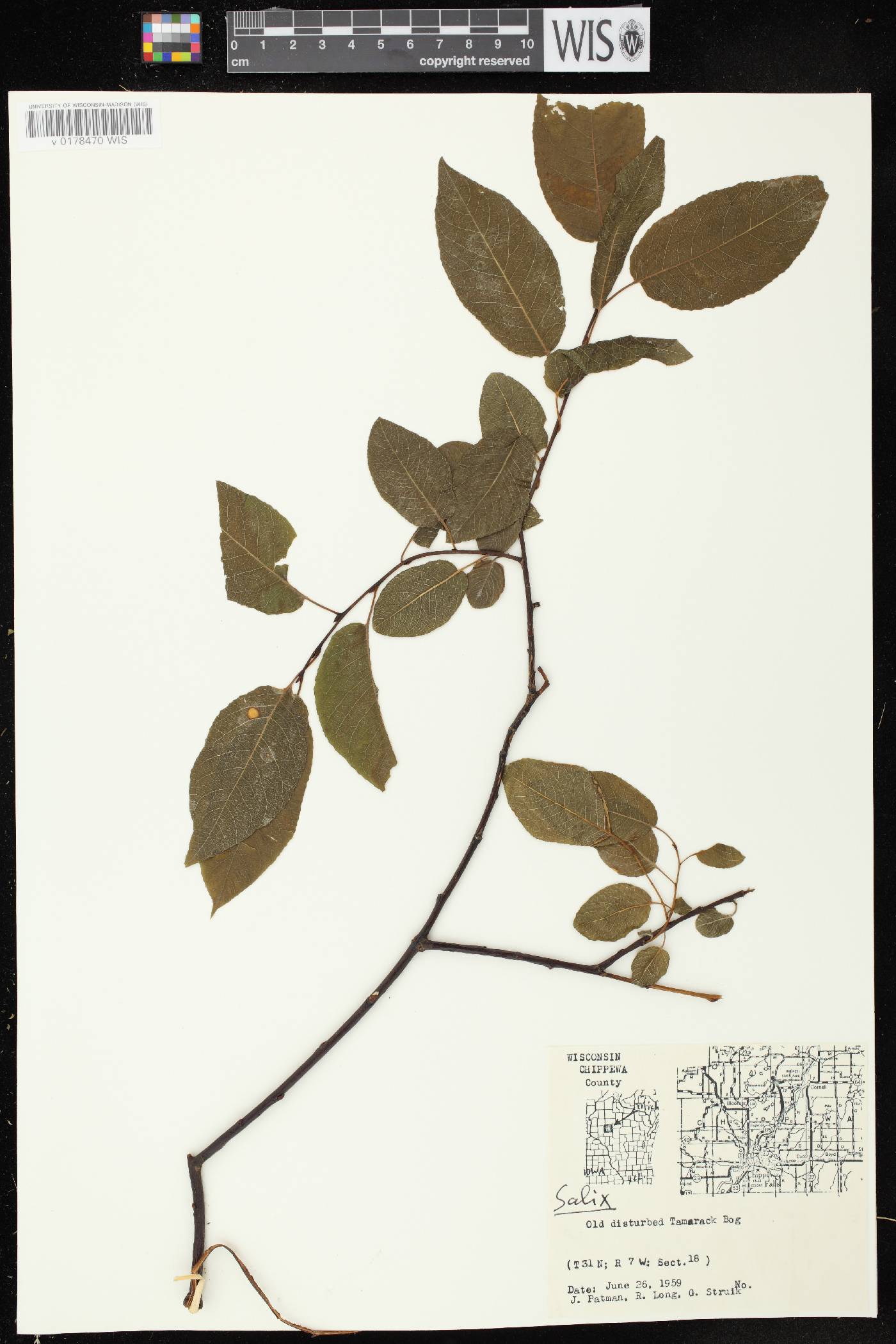 Salix pyrifolia image