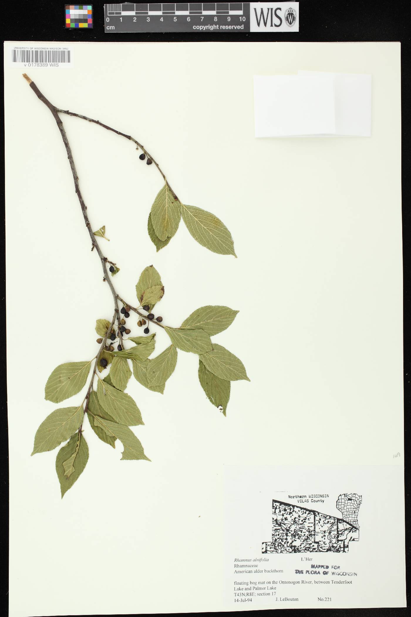 Rhamnus alnifolia image