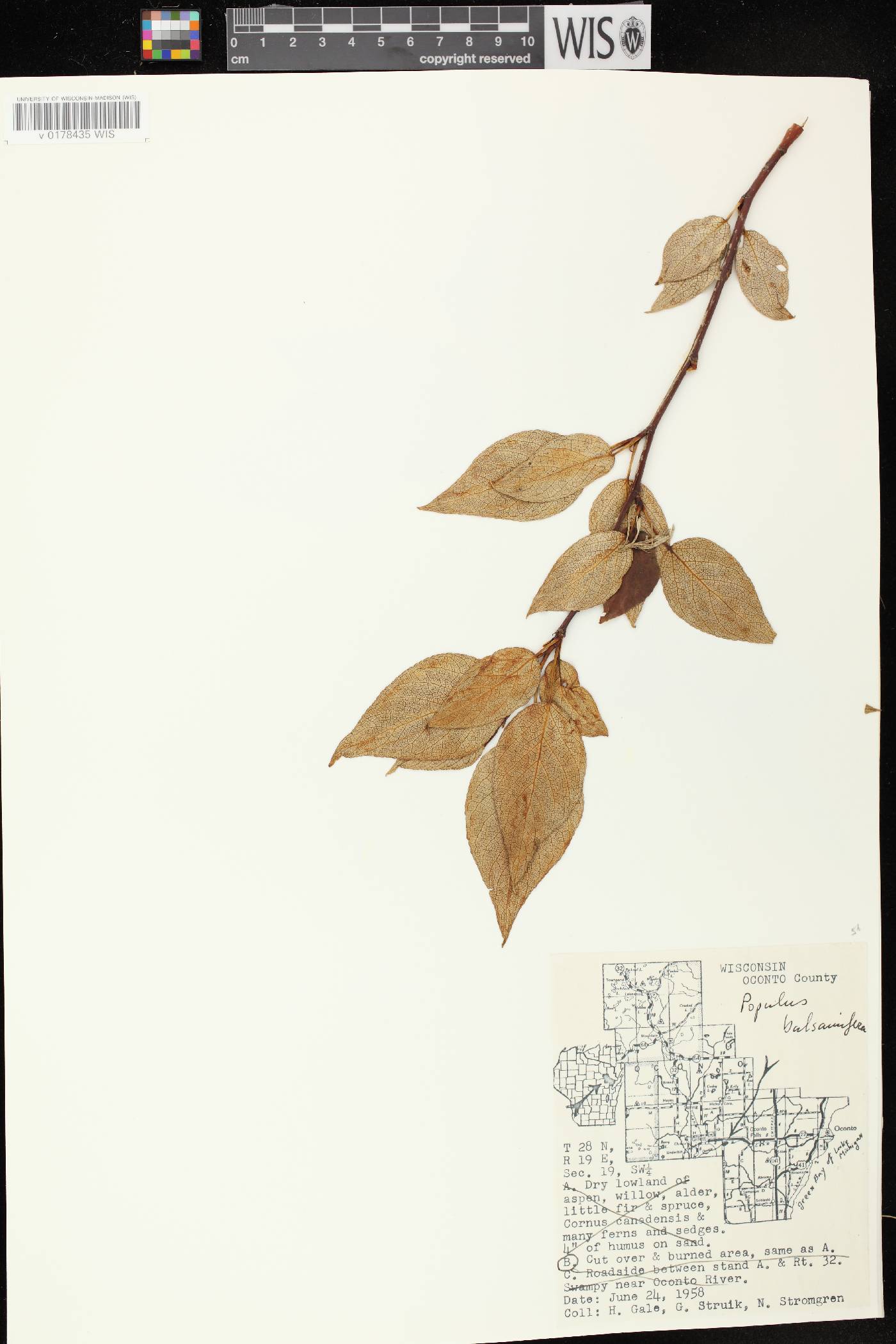 Populus balsamifera image
