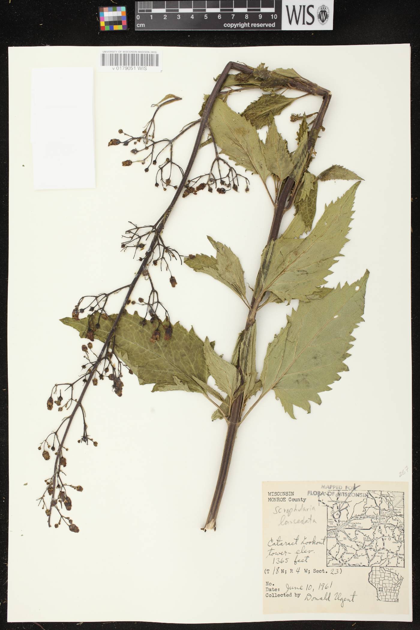 Scrophularia lanceolata image