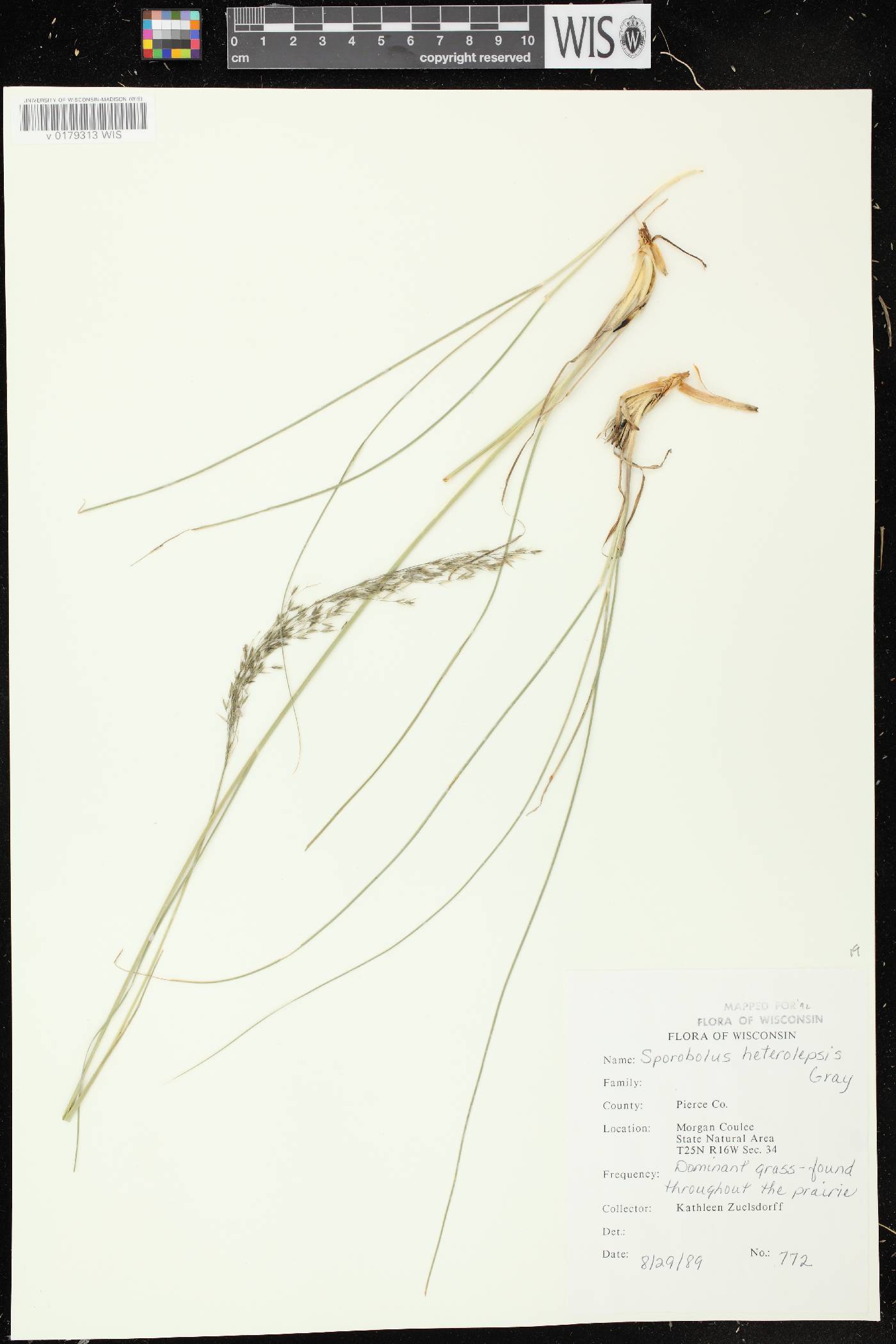 Sporobolus heterolepis image
