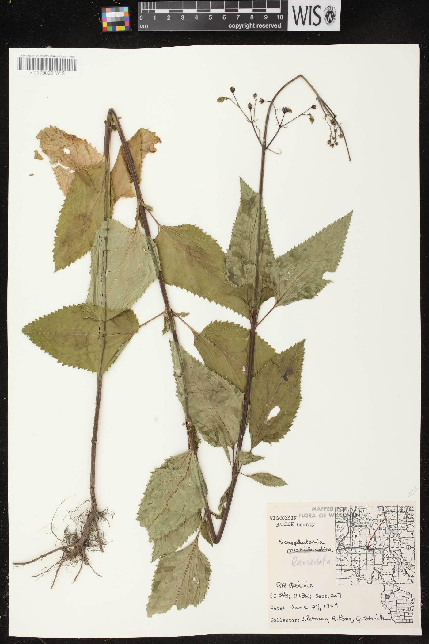 Scrophularia lanceolata image