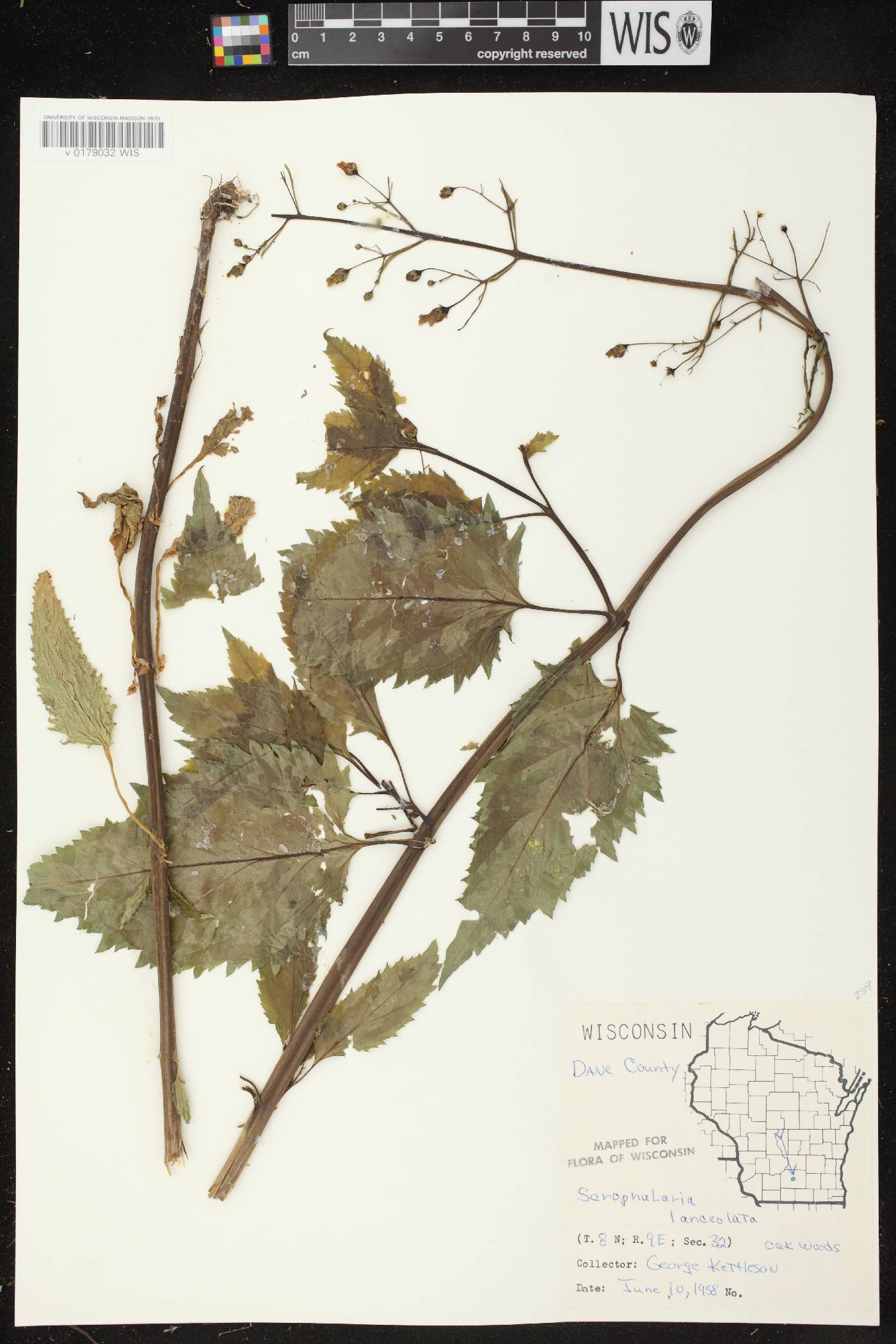 Scrophularia lanceolata image