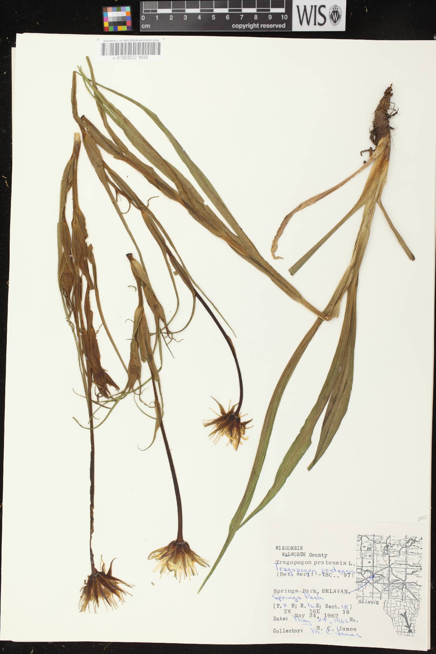 Tragopogon pratensis image