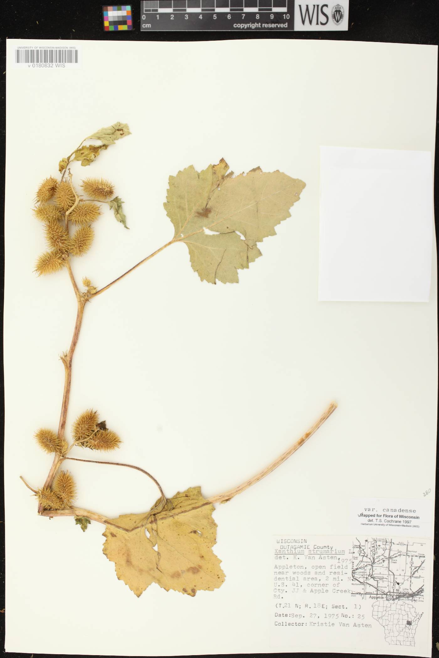 Xanthium strumarium image