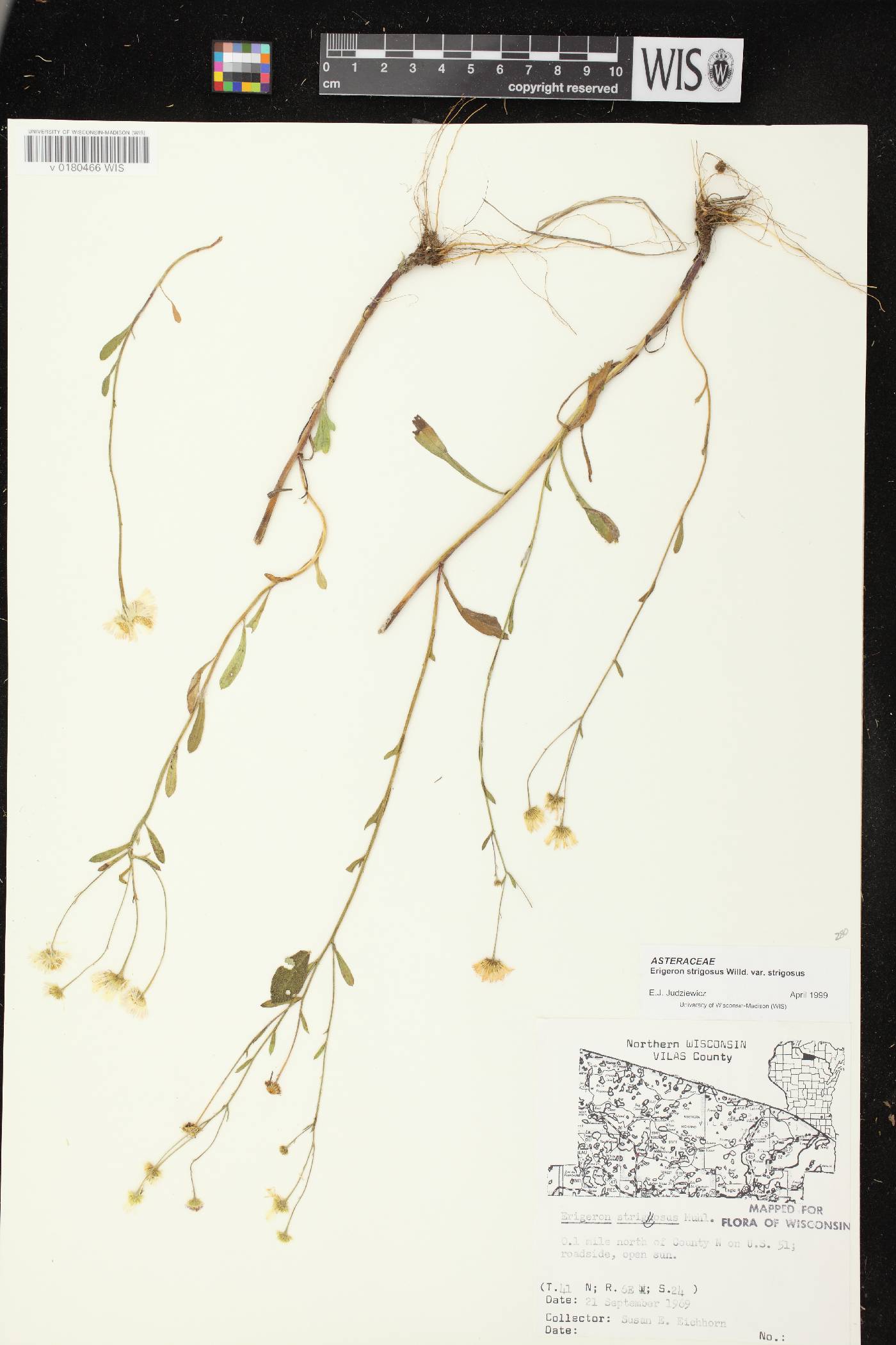 Erigeron strigosus image