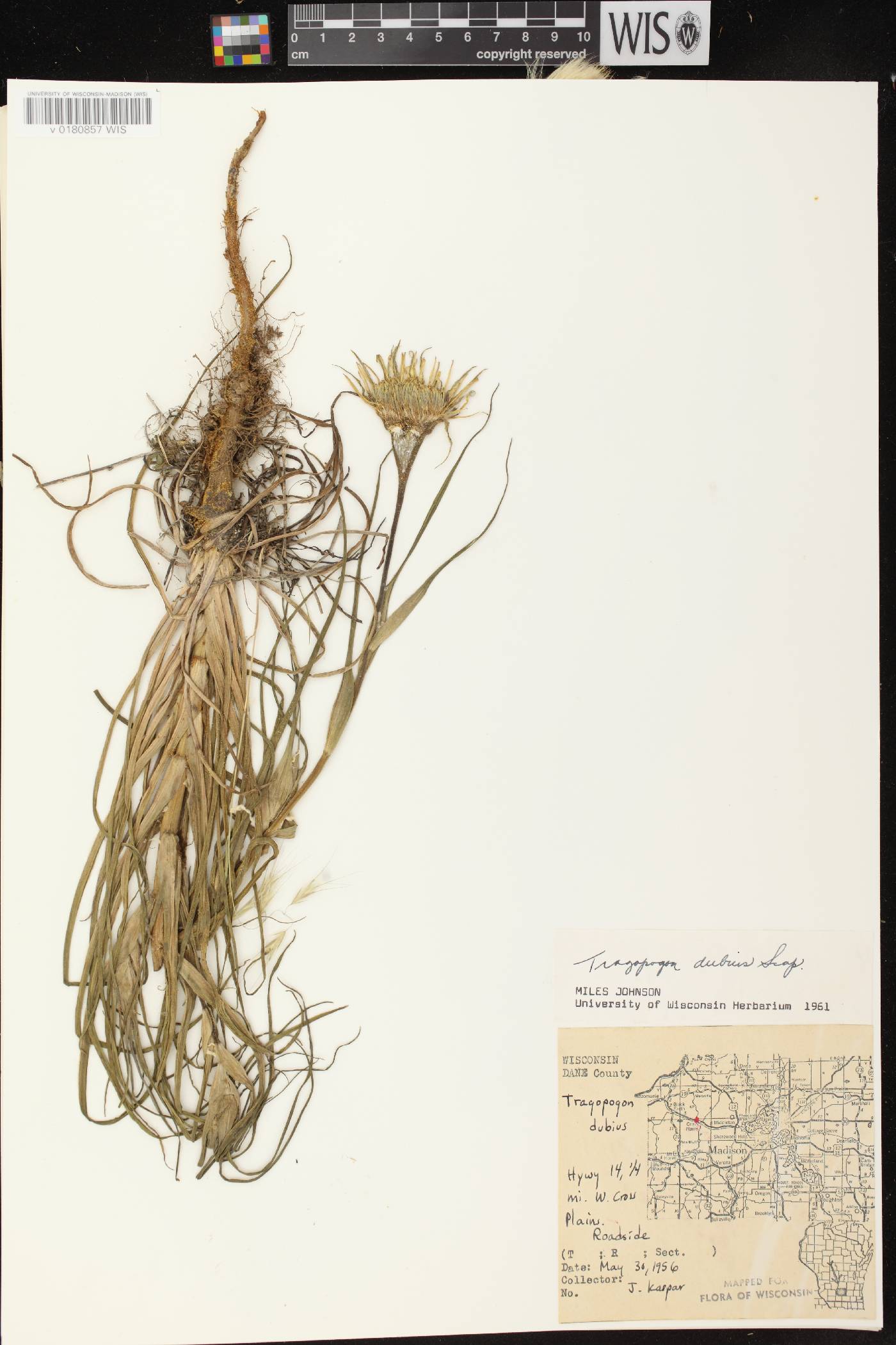 Tragopogon dubius image