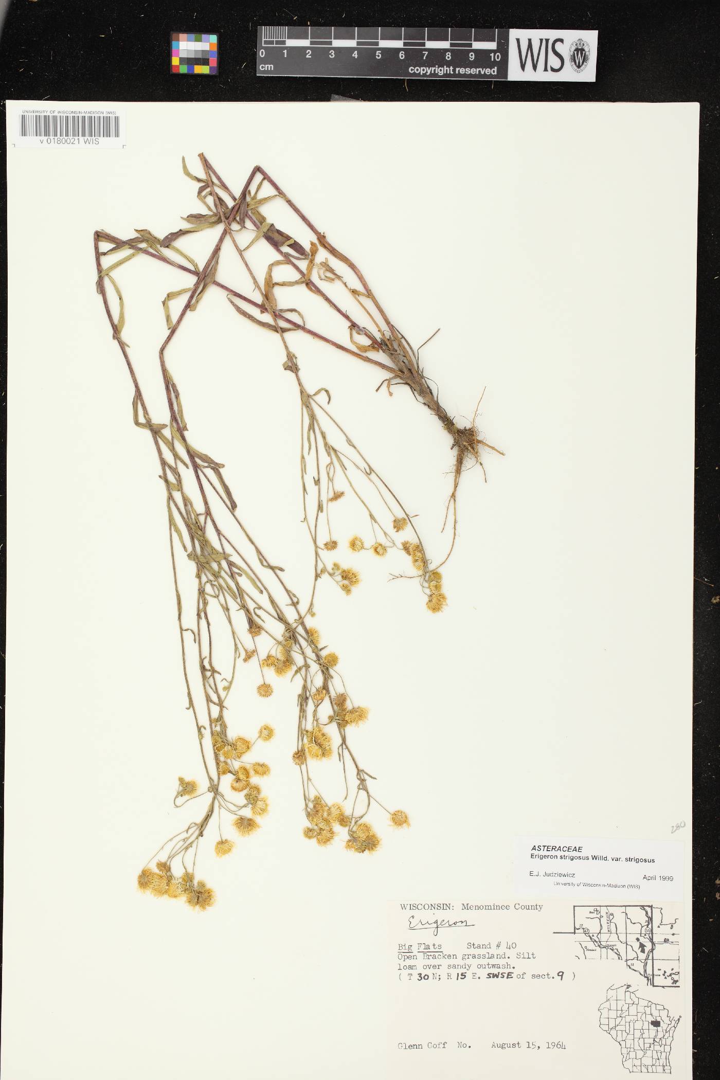 Erigeron strigosus image