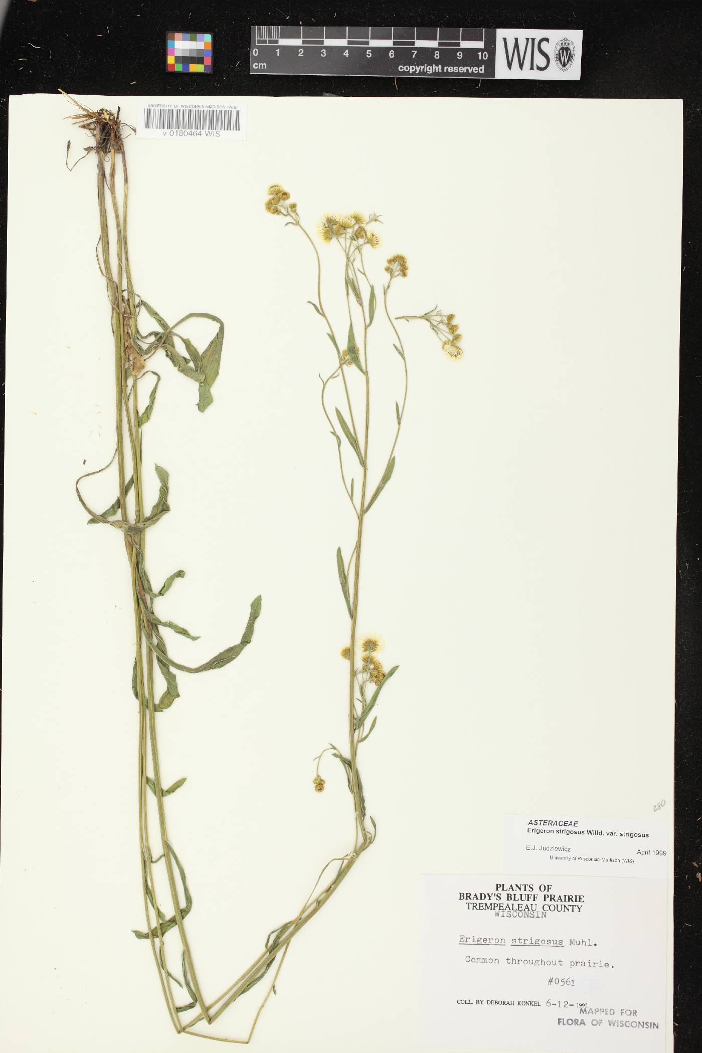 Erigeron strigosus image