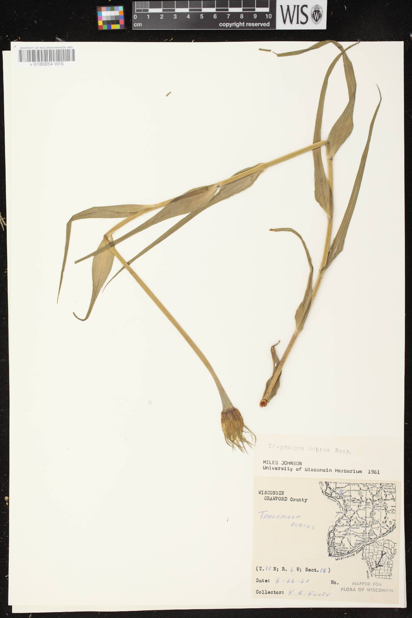 Tragopogon dubius image