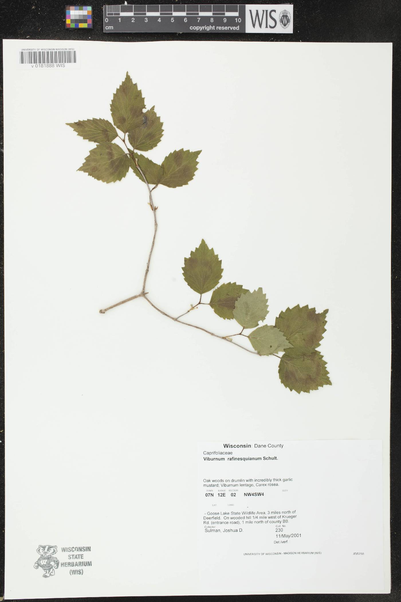 Viburnum rafinesquianum image