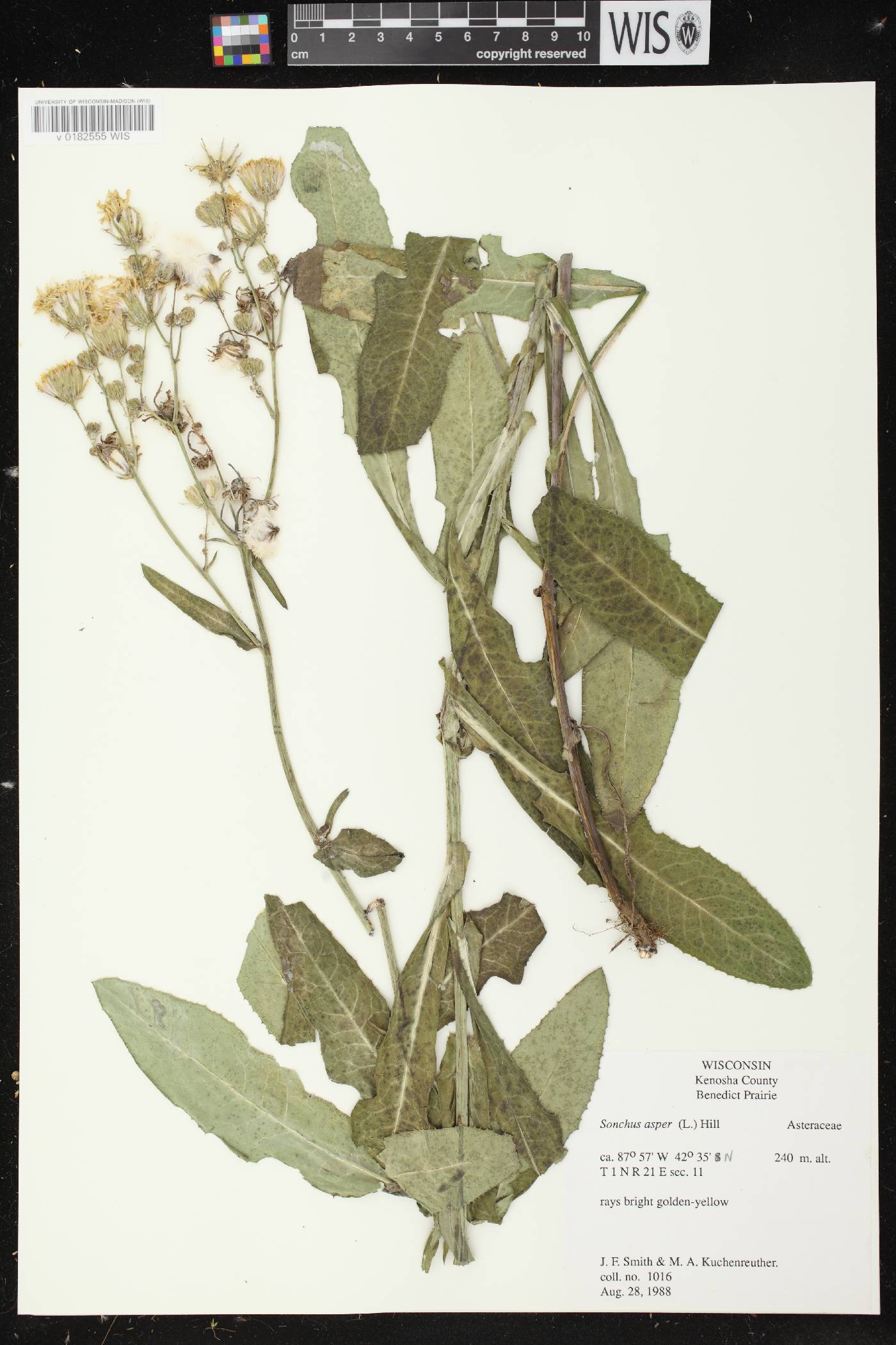 Sonchus asper image