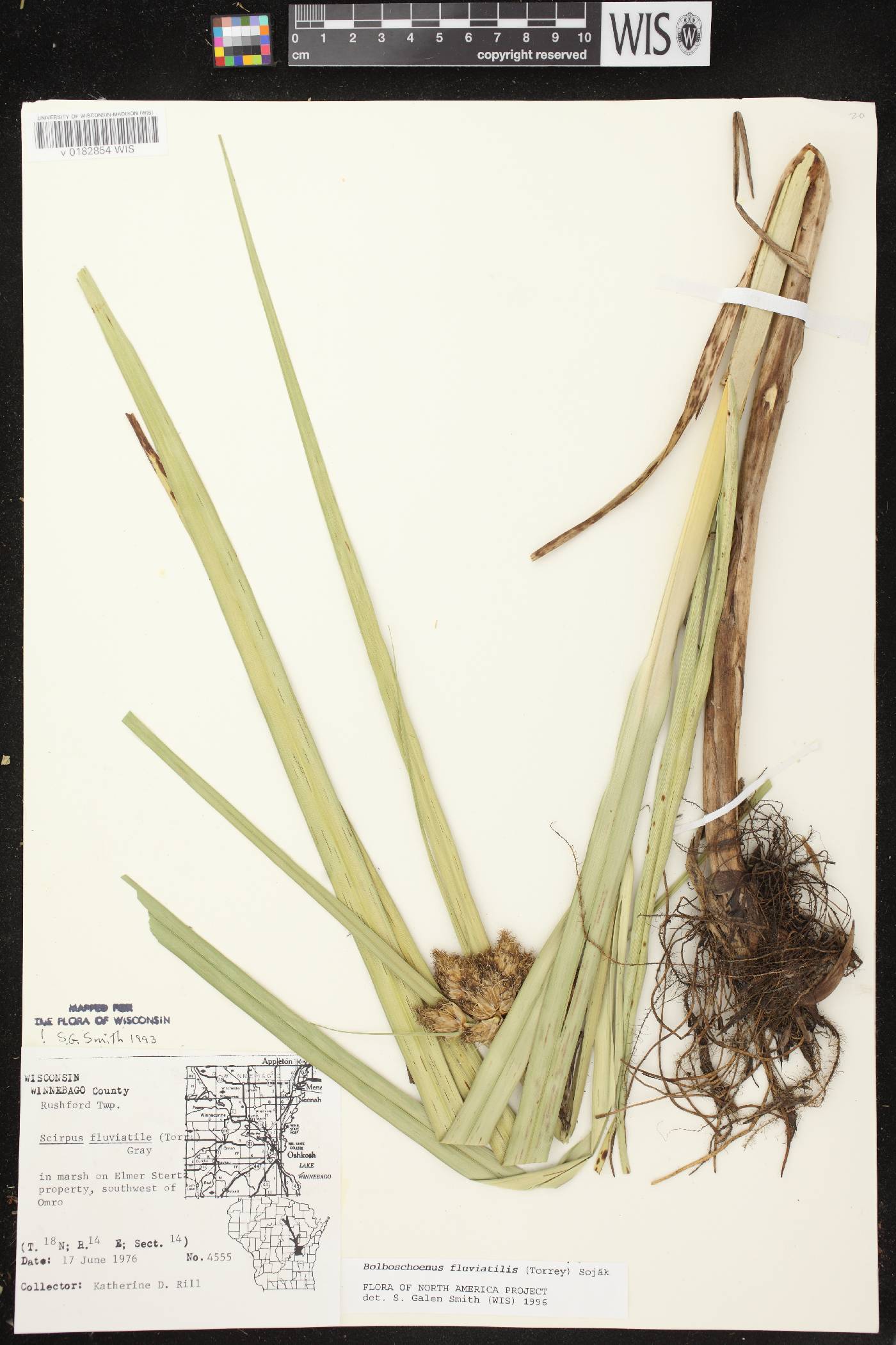 Bolboschoenus fluviatilis image
