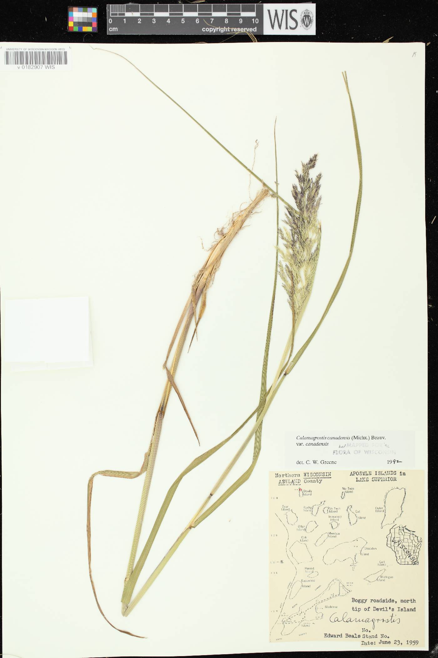 Calamagrostis canadensis var. canadensis image