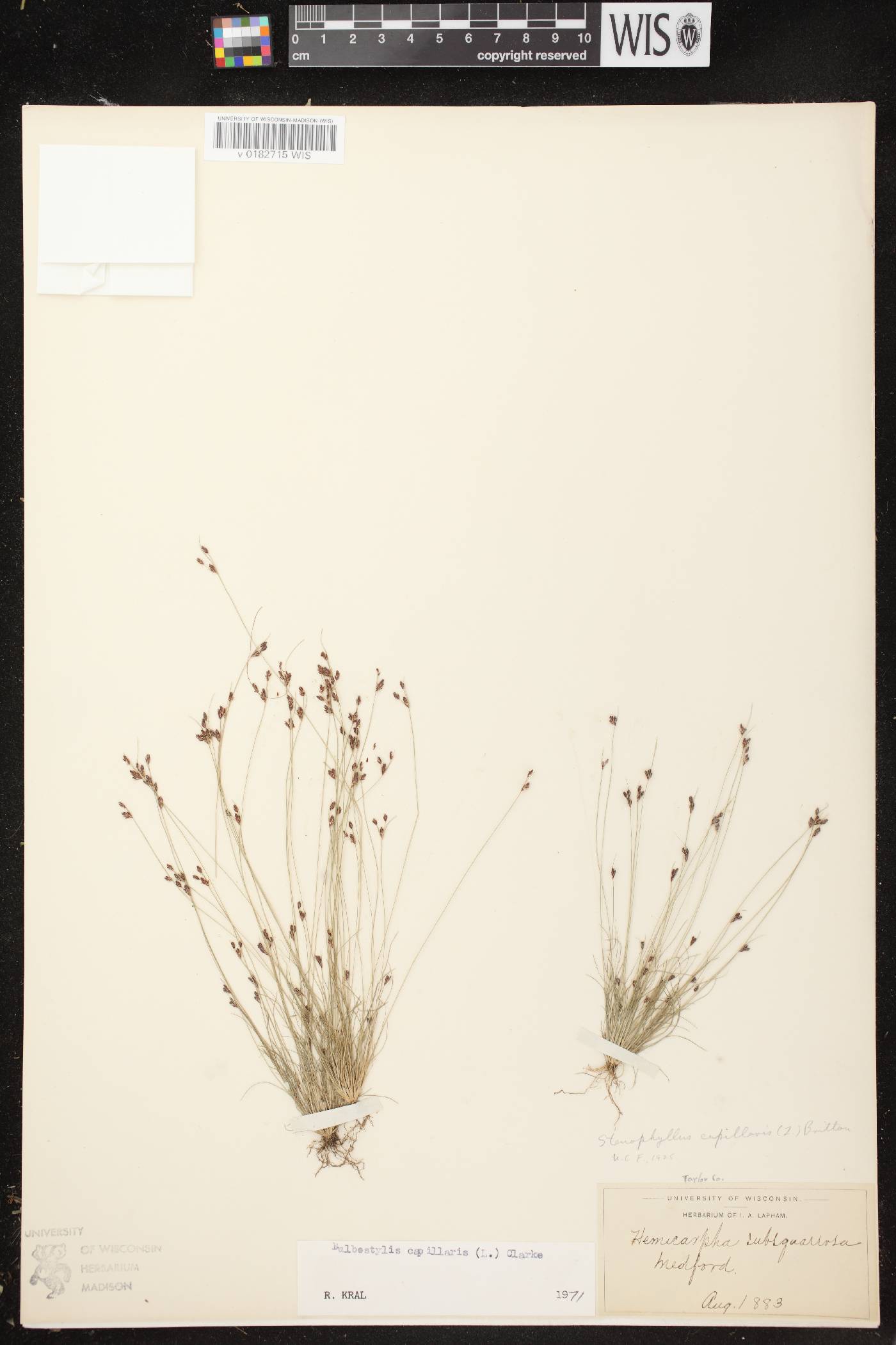Bulbostylis capillaris image