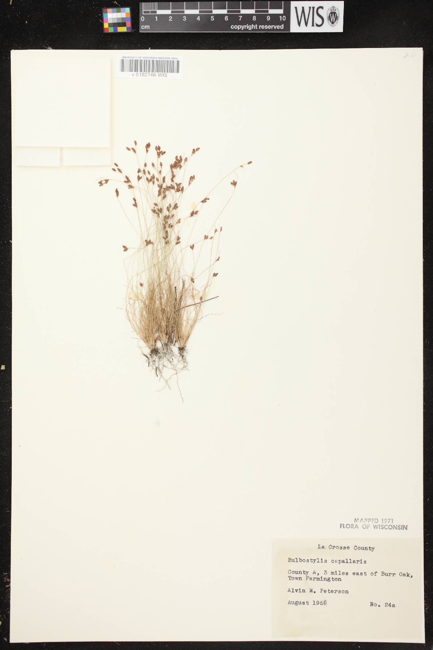 Bulbostylis capillaris image