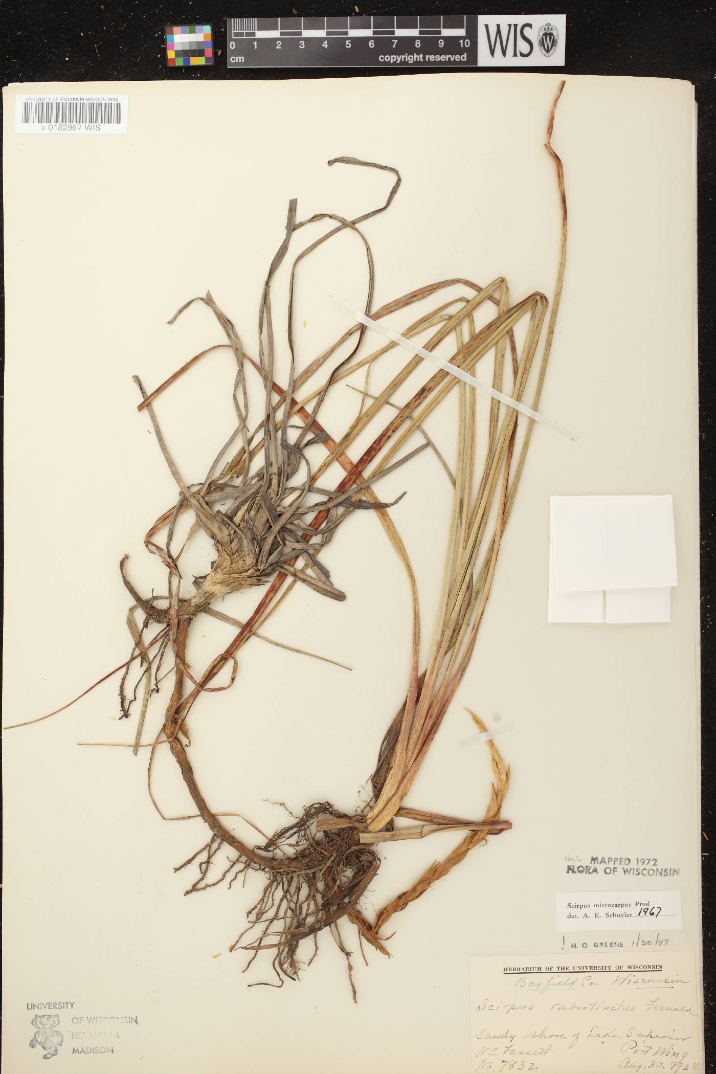 Scirpus microcarpus image