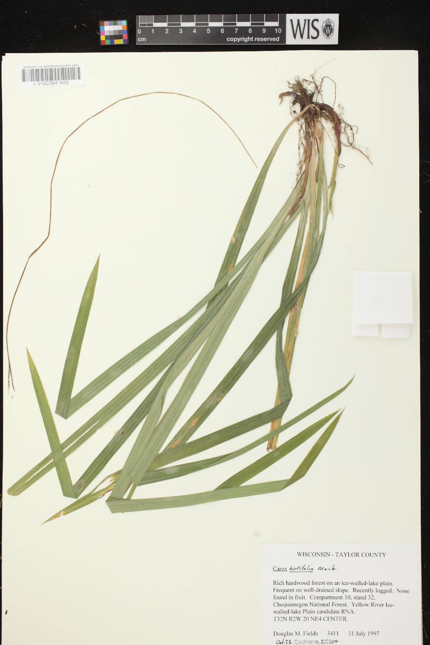 Carex hirtifolia image
