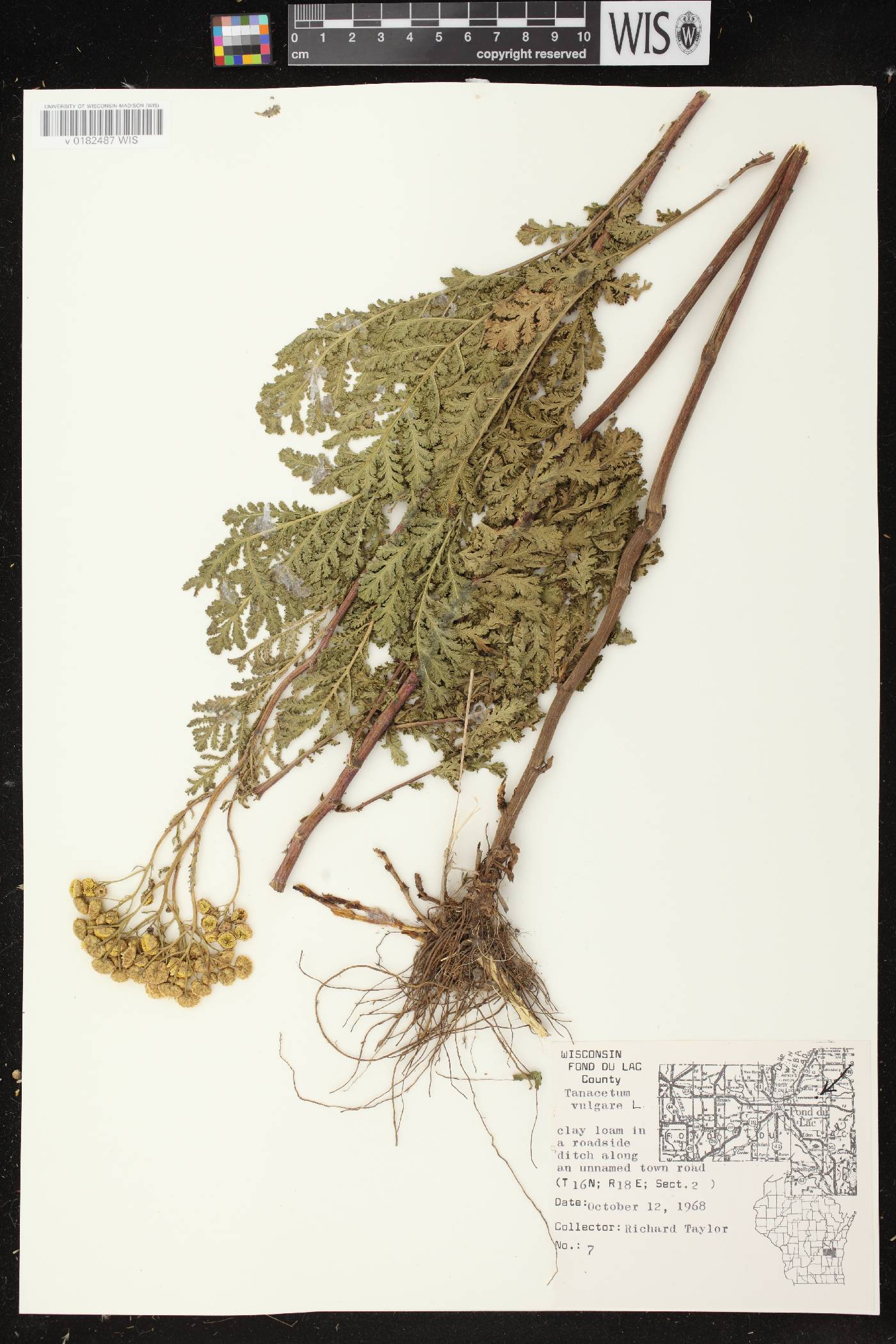 Tanacetum vulgare image