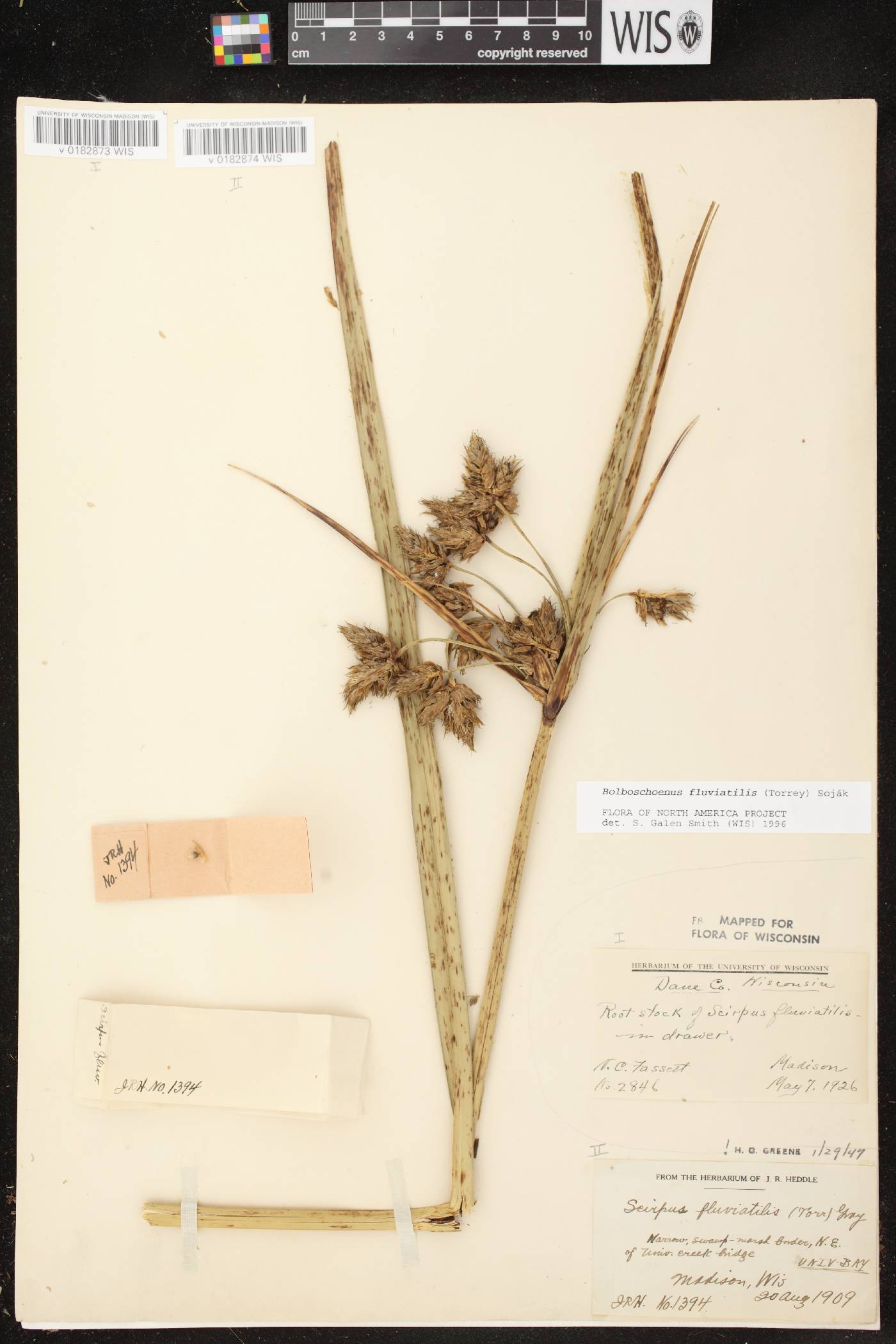 Bolboschoenus fluviatilis image