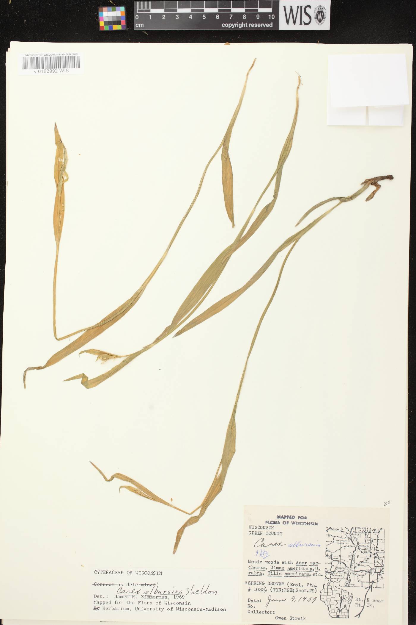 Carex albursina image