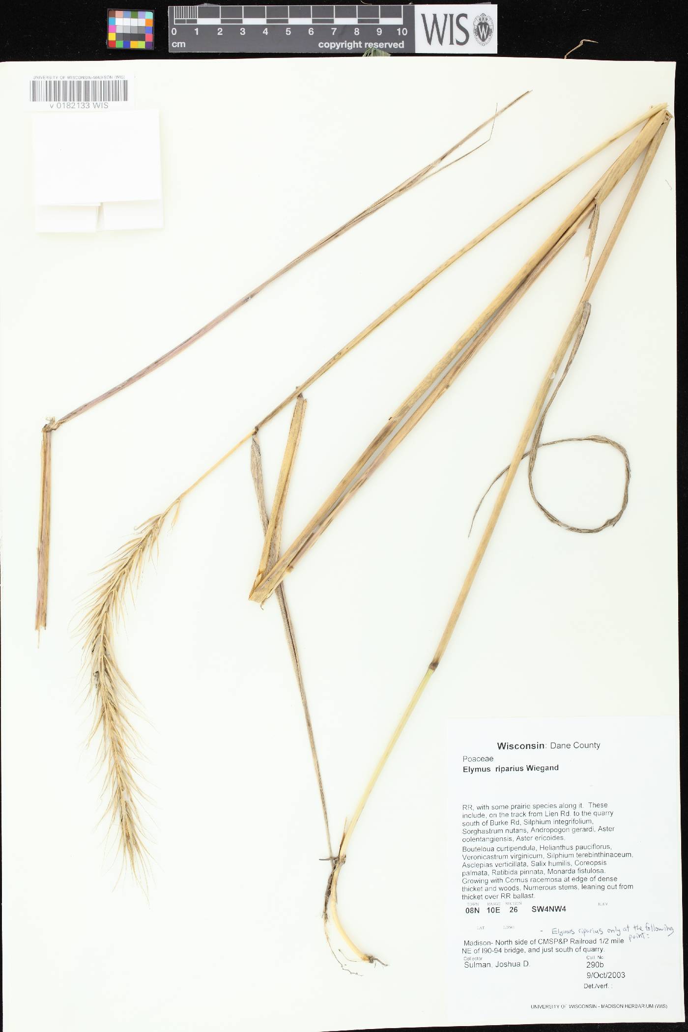 Elymus riparius image