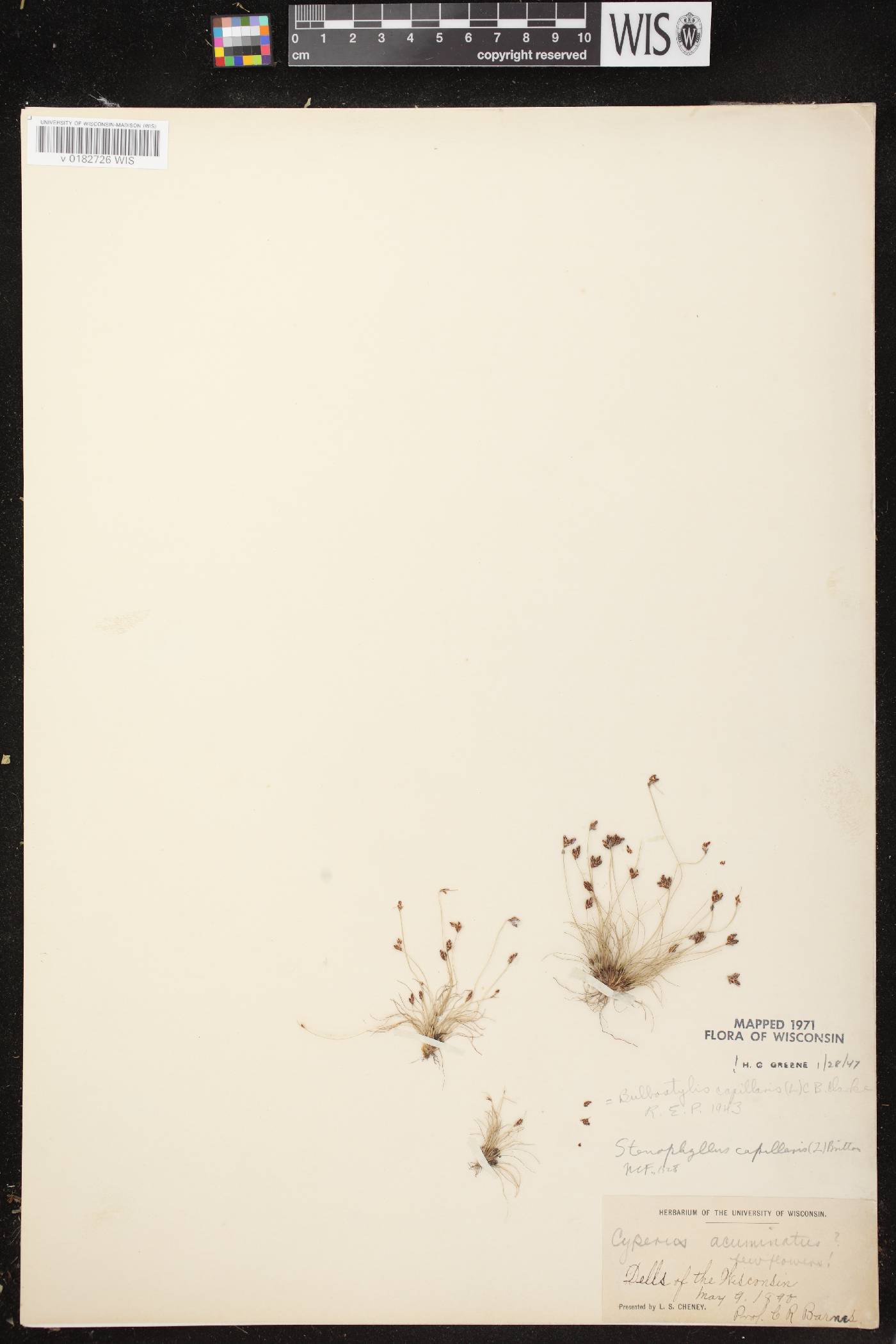 Bulbostylis capillaris image
