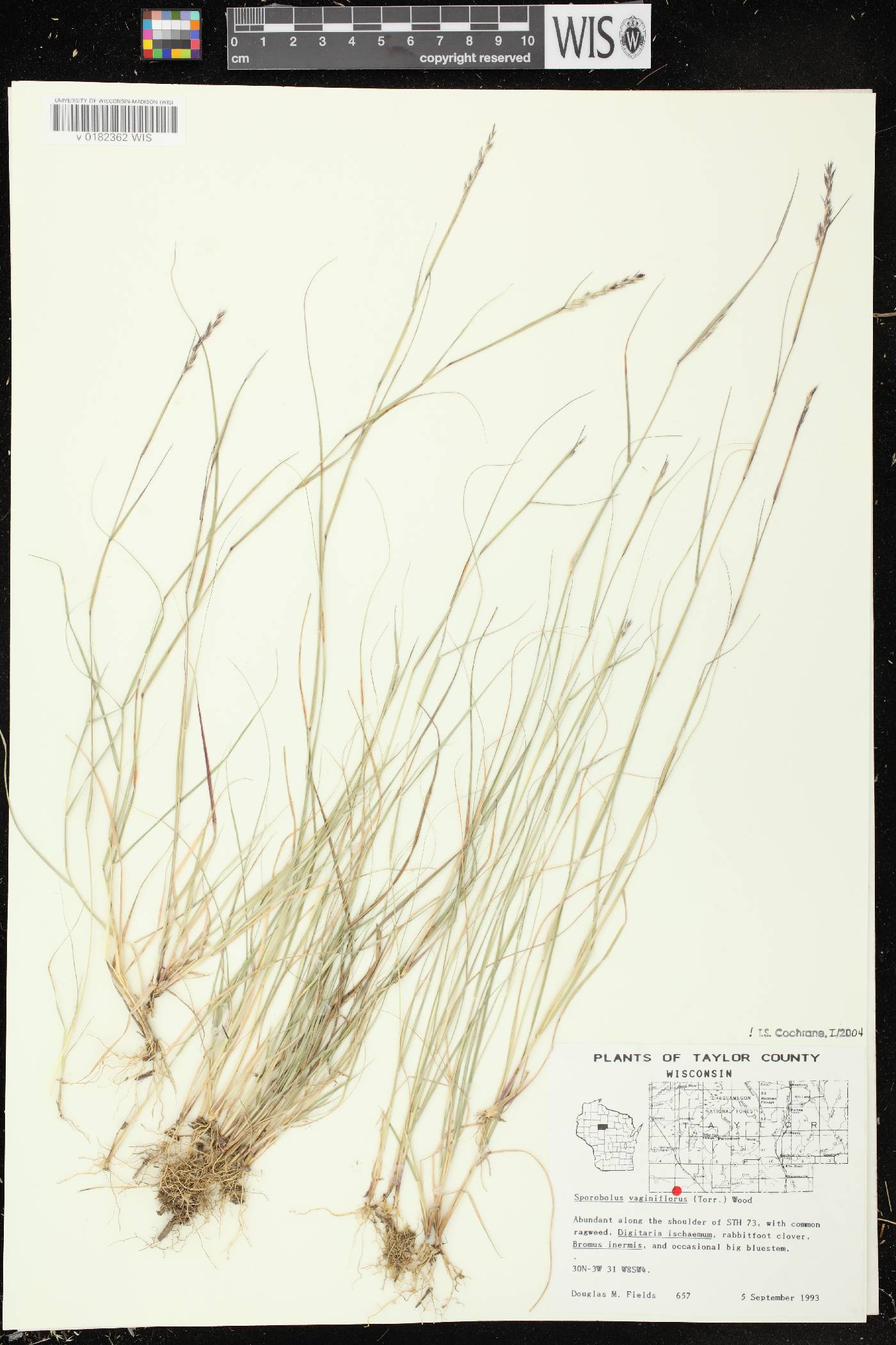 Sporobolus vaginiflorus var. vaginiflorus image