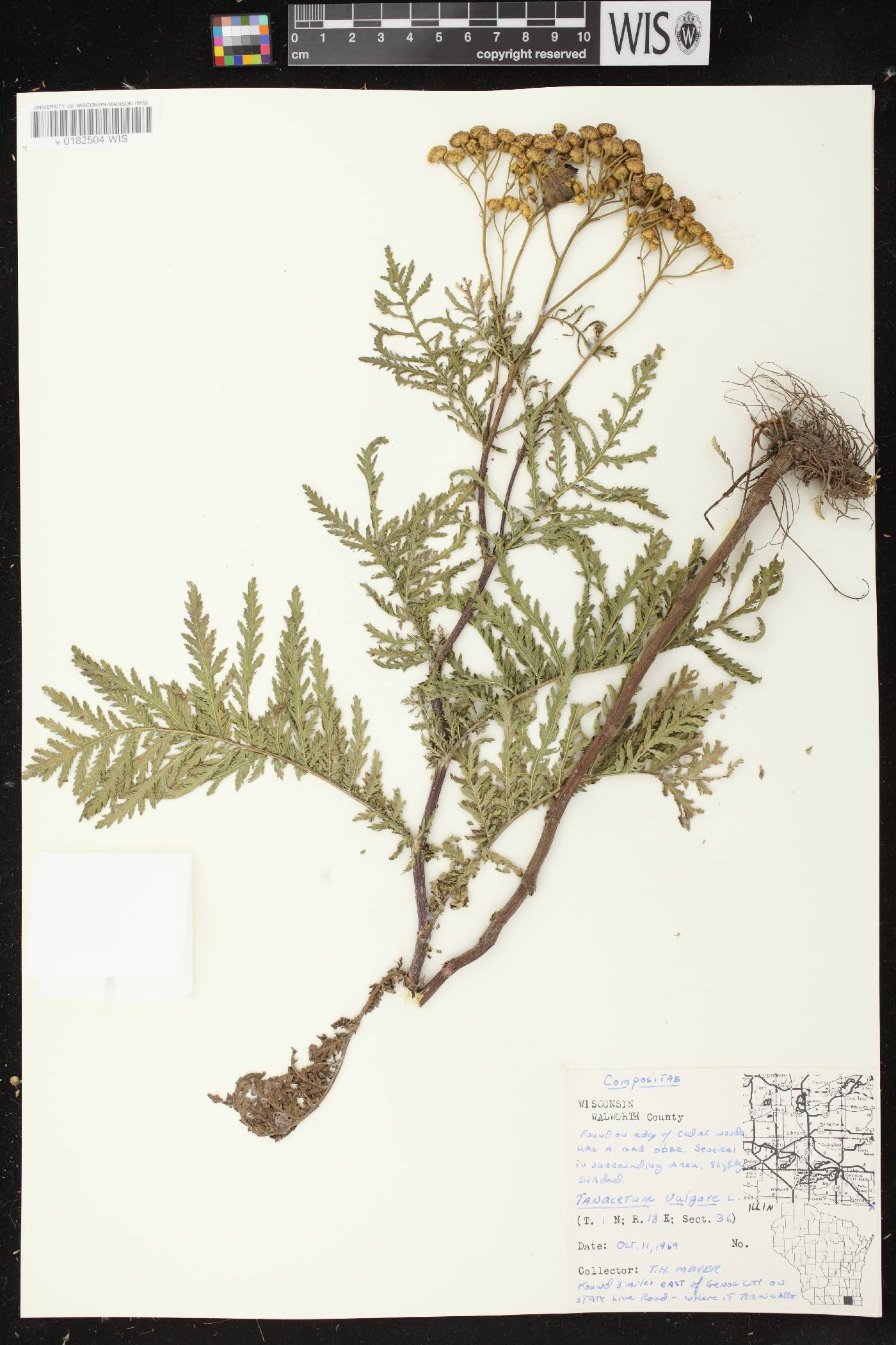 Tanacetum vulgare image