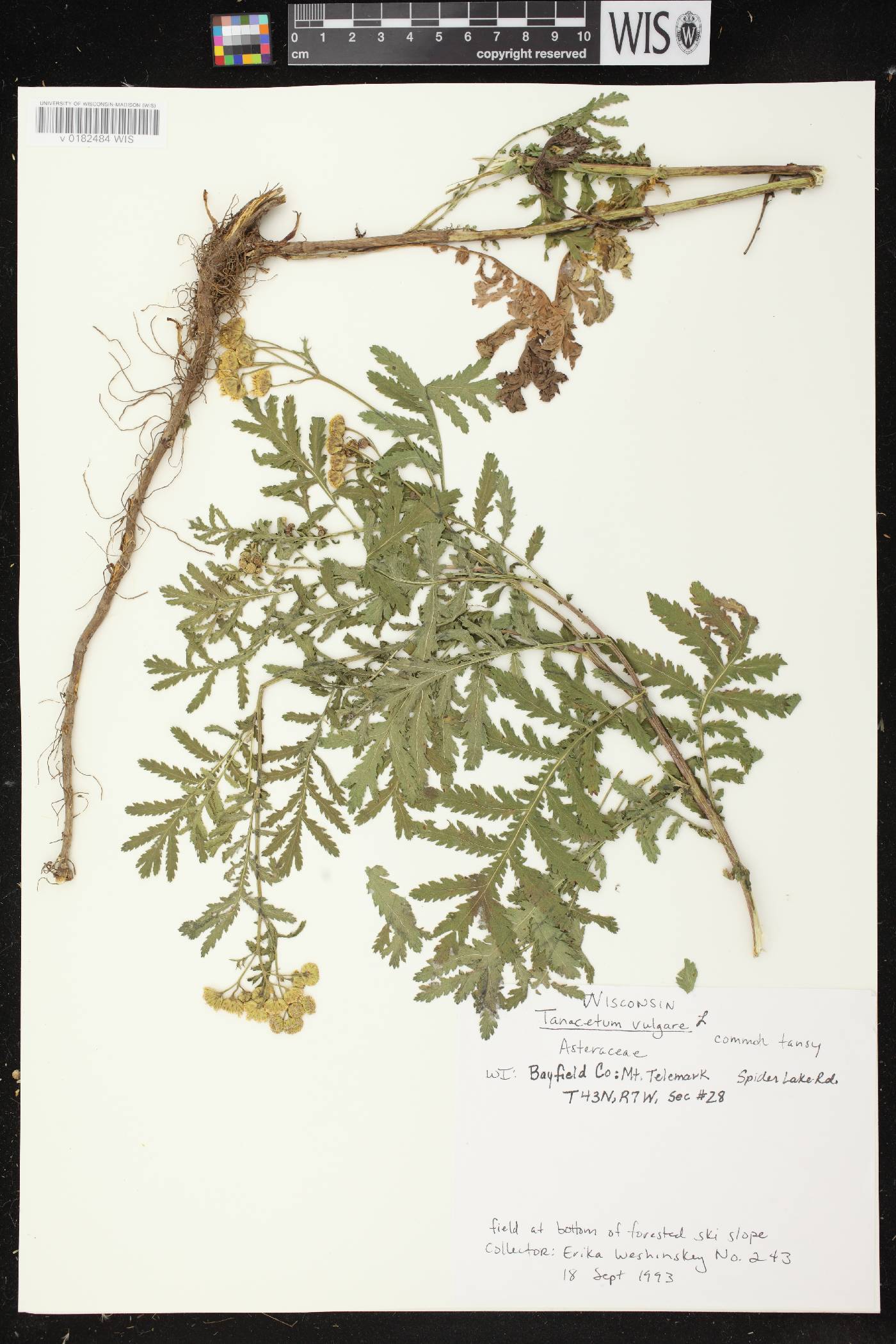 Tanacetum vulgare image