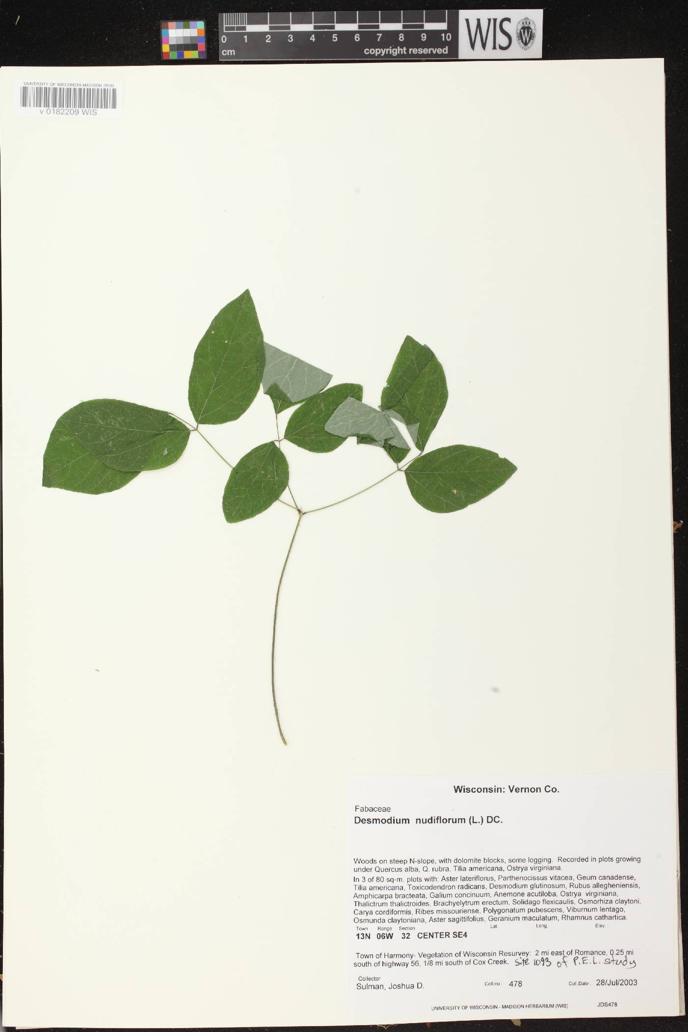 Hylodesmum nudiflorum image