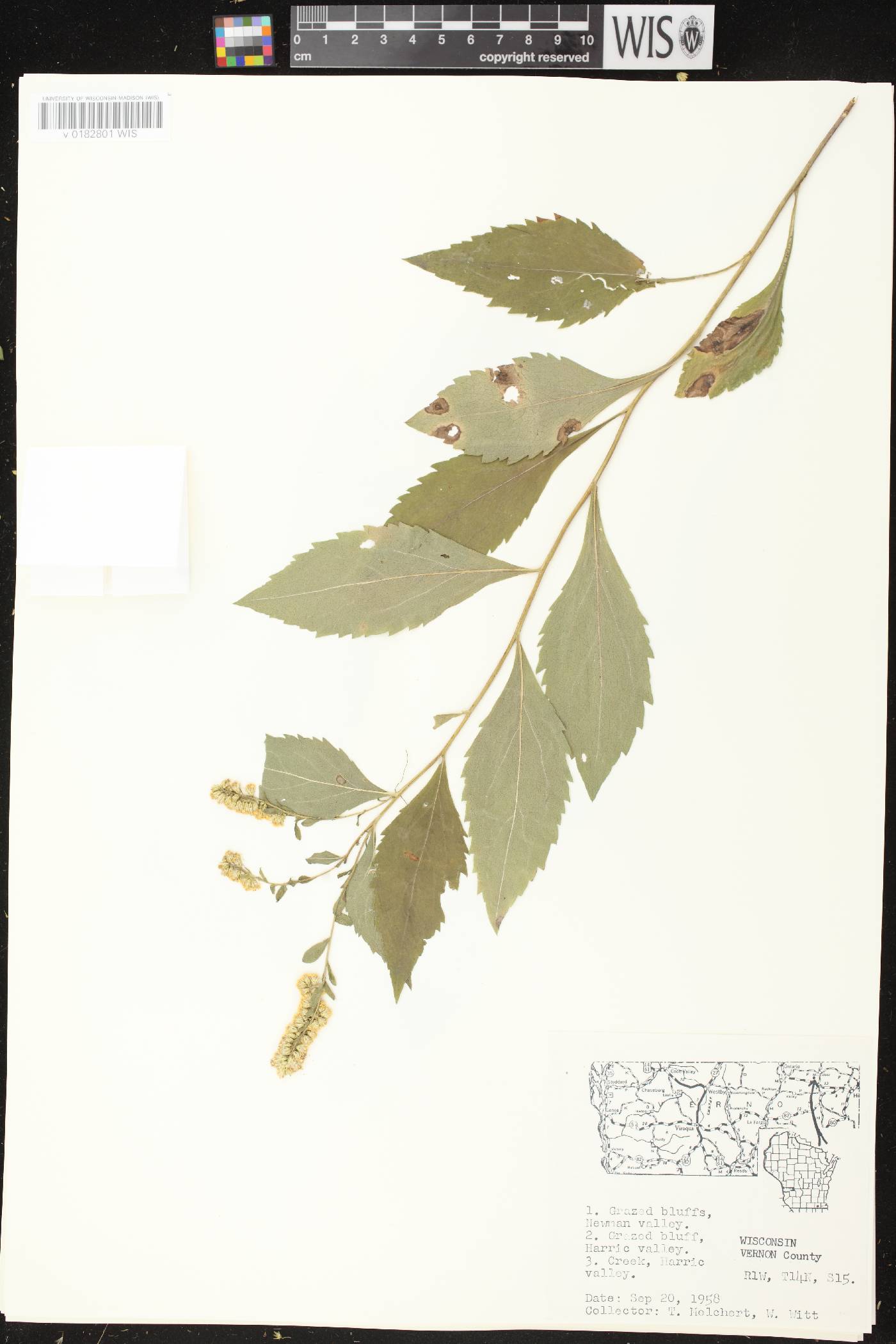 Solidago ulmifolia var. ulmifolia image