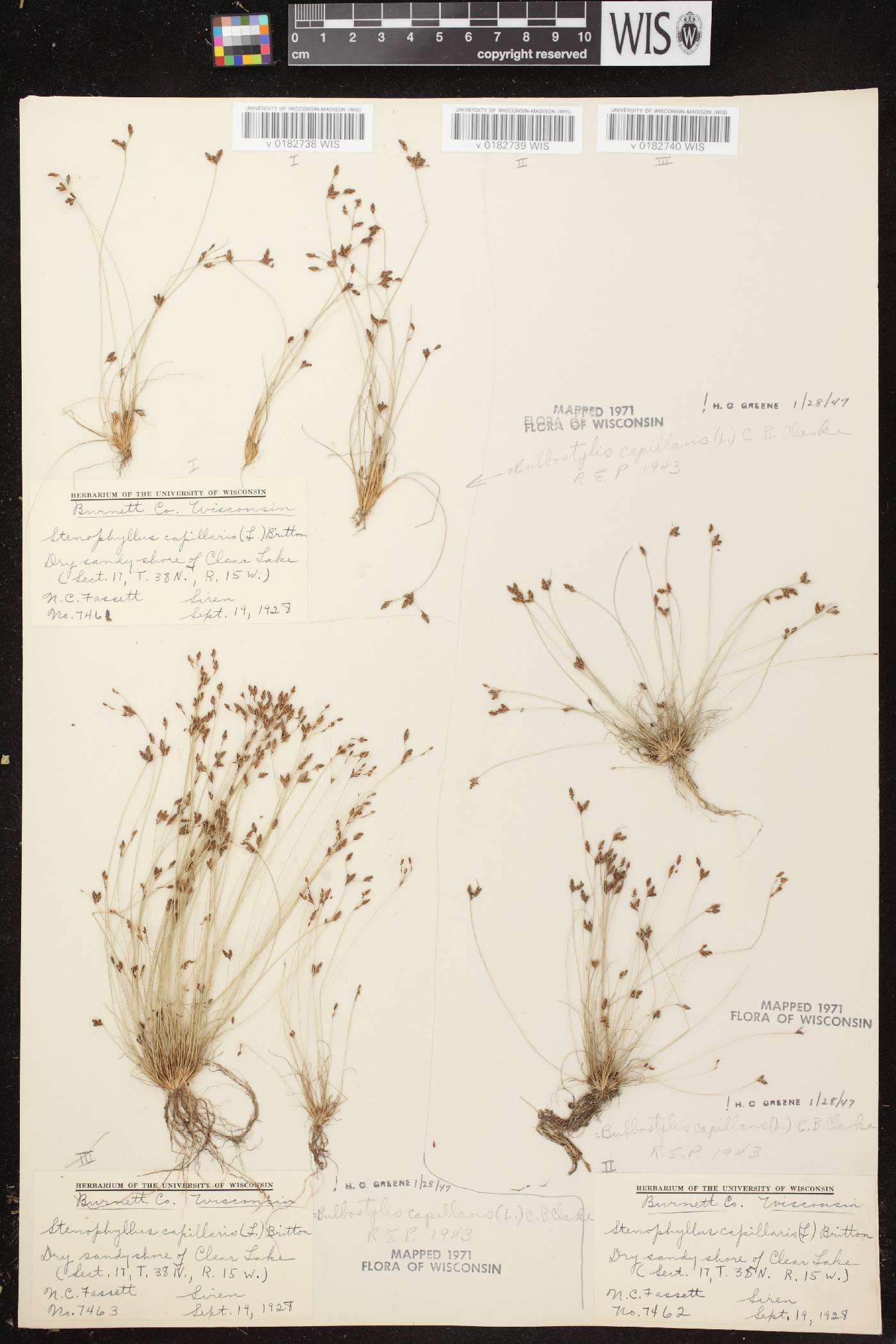 Bulbostylis capillaris image