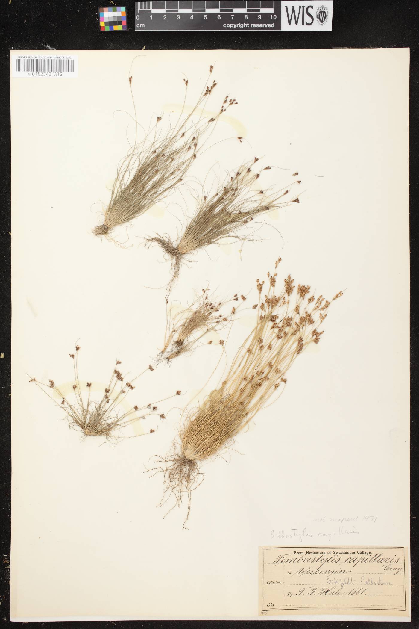 Bulbostylis capillaris image