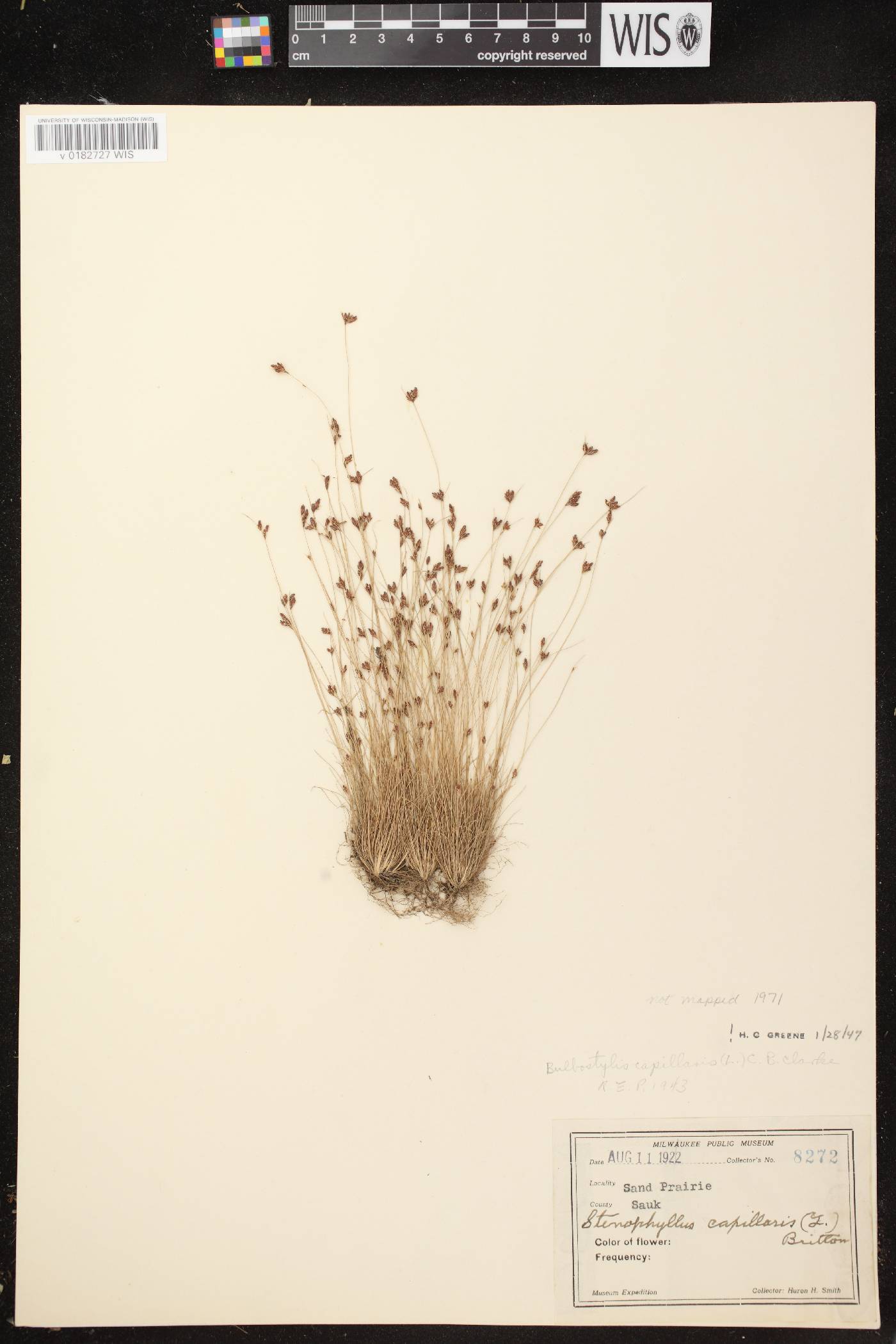 Bulbostylis capillaris image