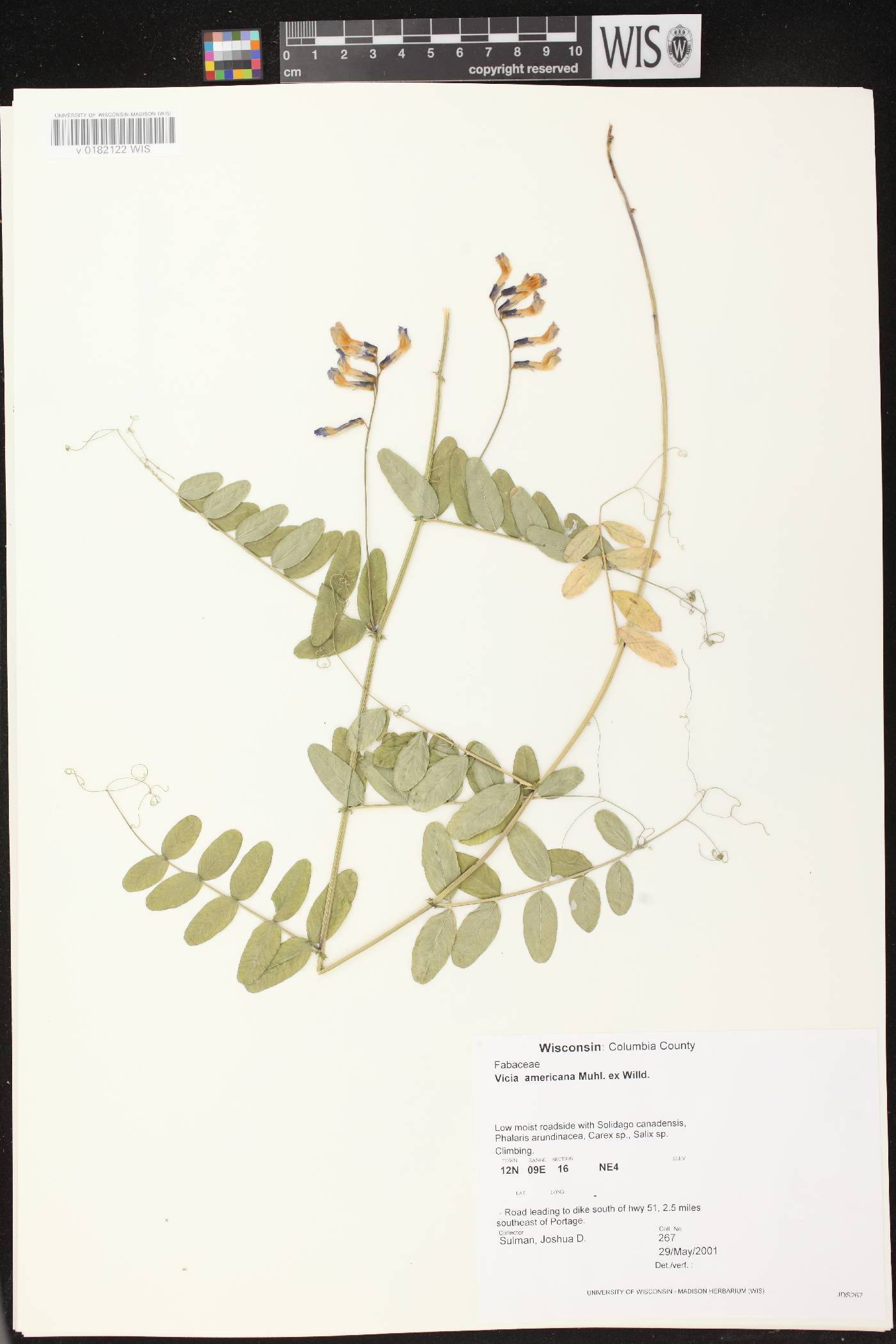 Vicia americana image