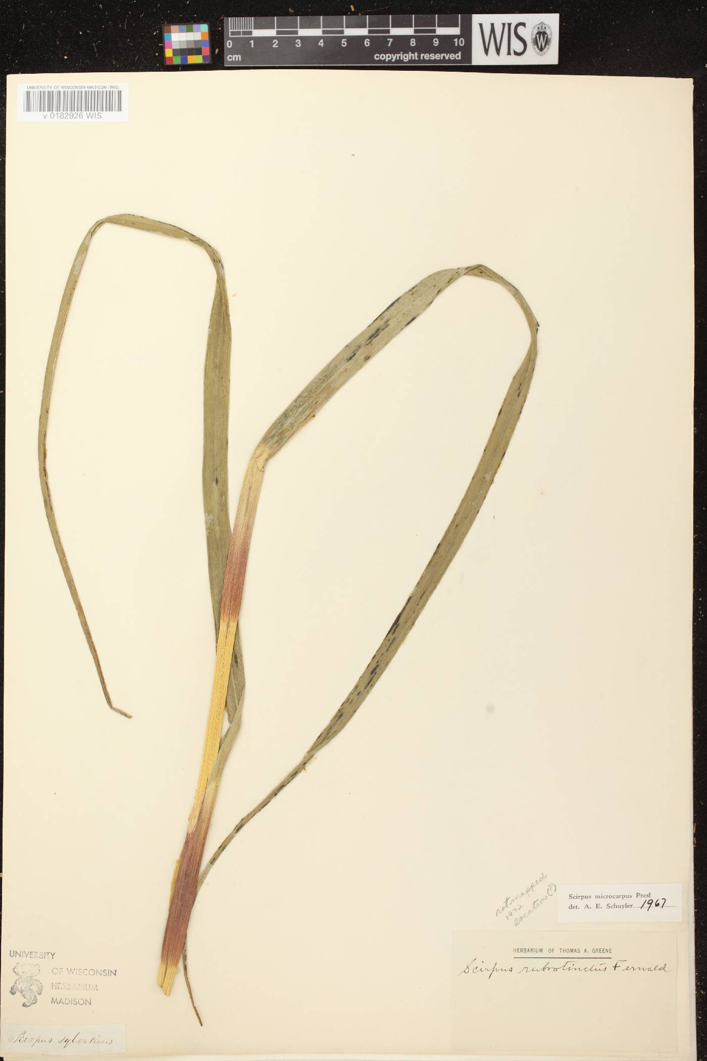 Scirpus microcarpus image
