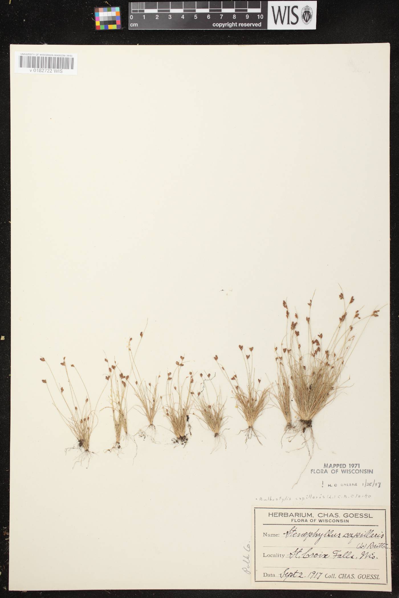 Bulbostylis capillaris image