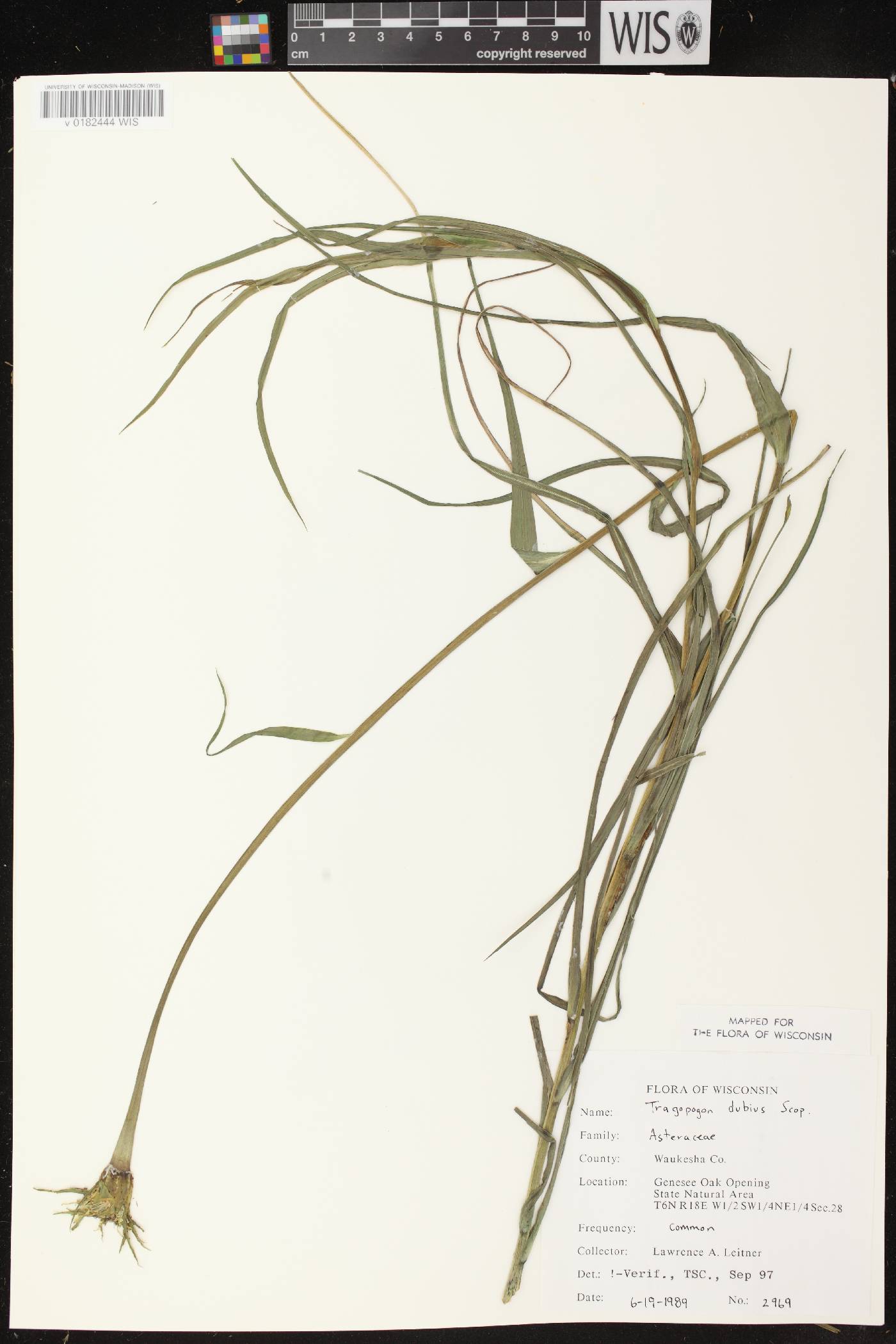 Tragopogon dubius image