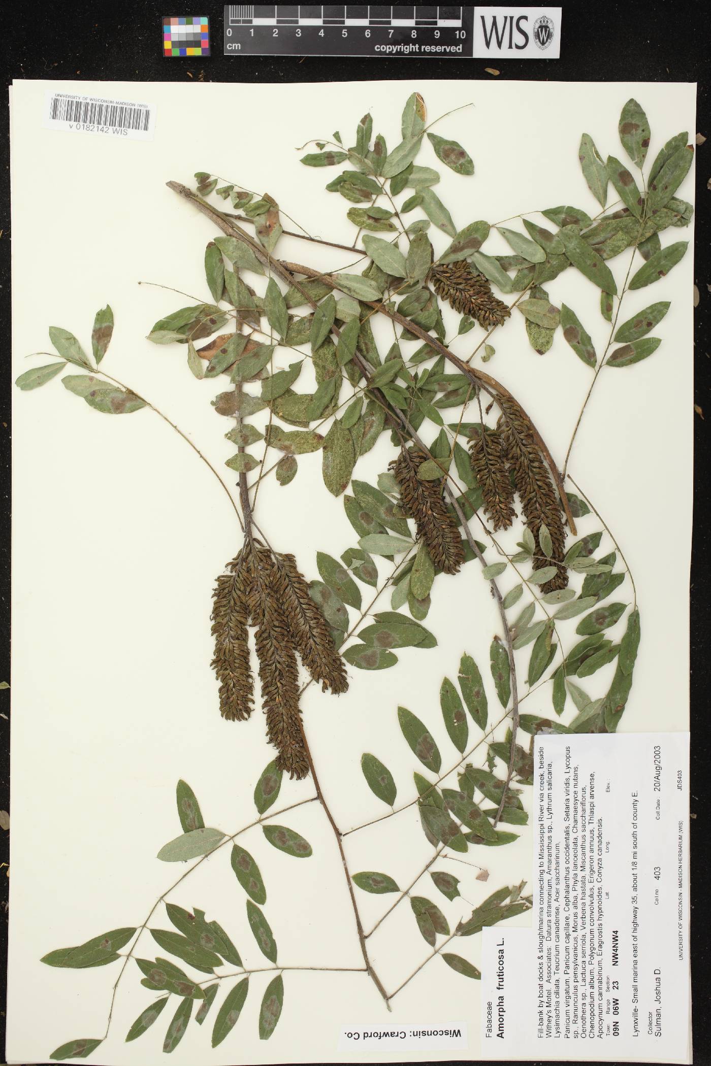 Amorpha fruticosa image