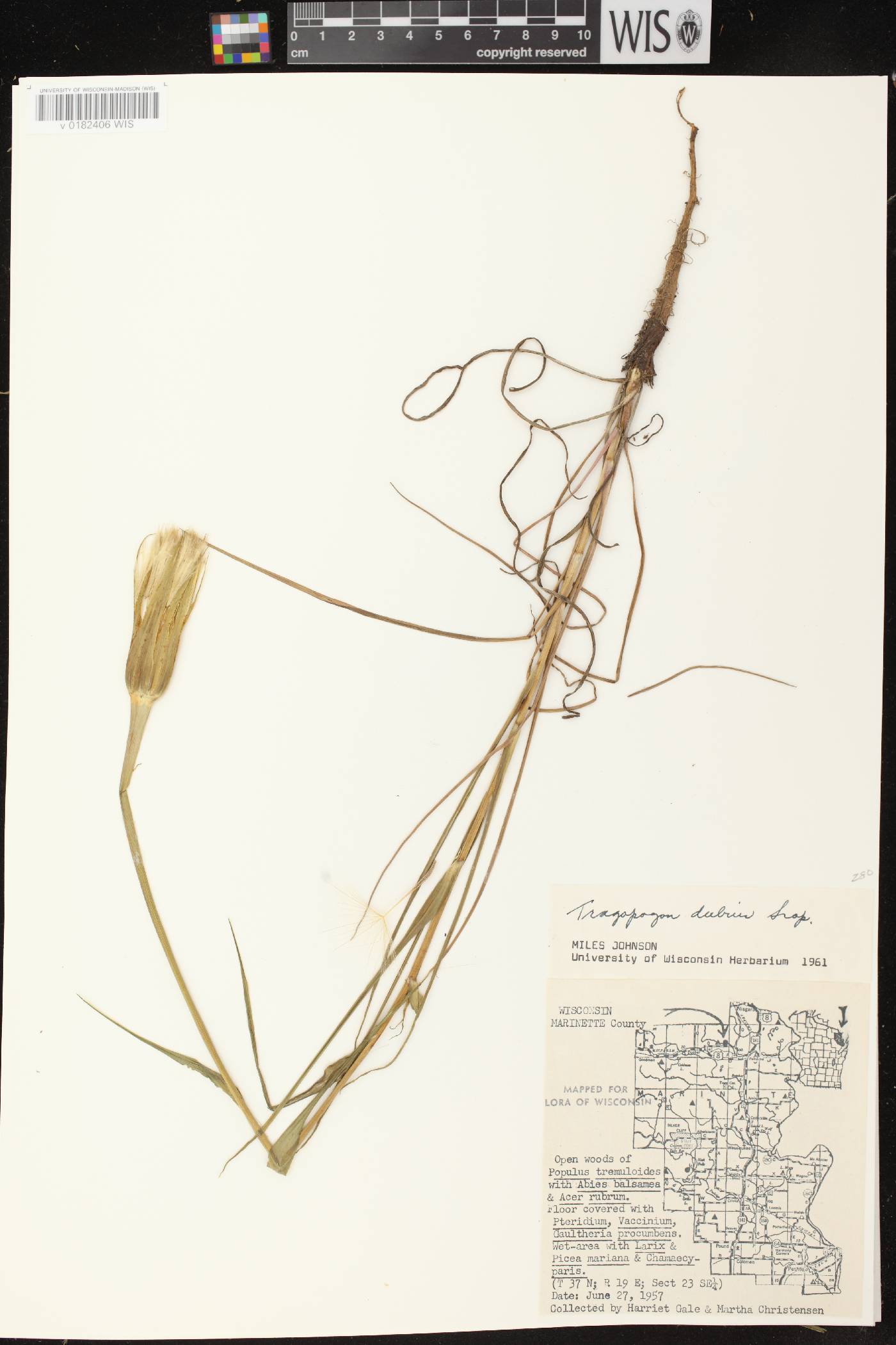 Tragopogon dubius image