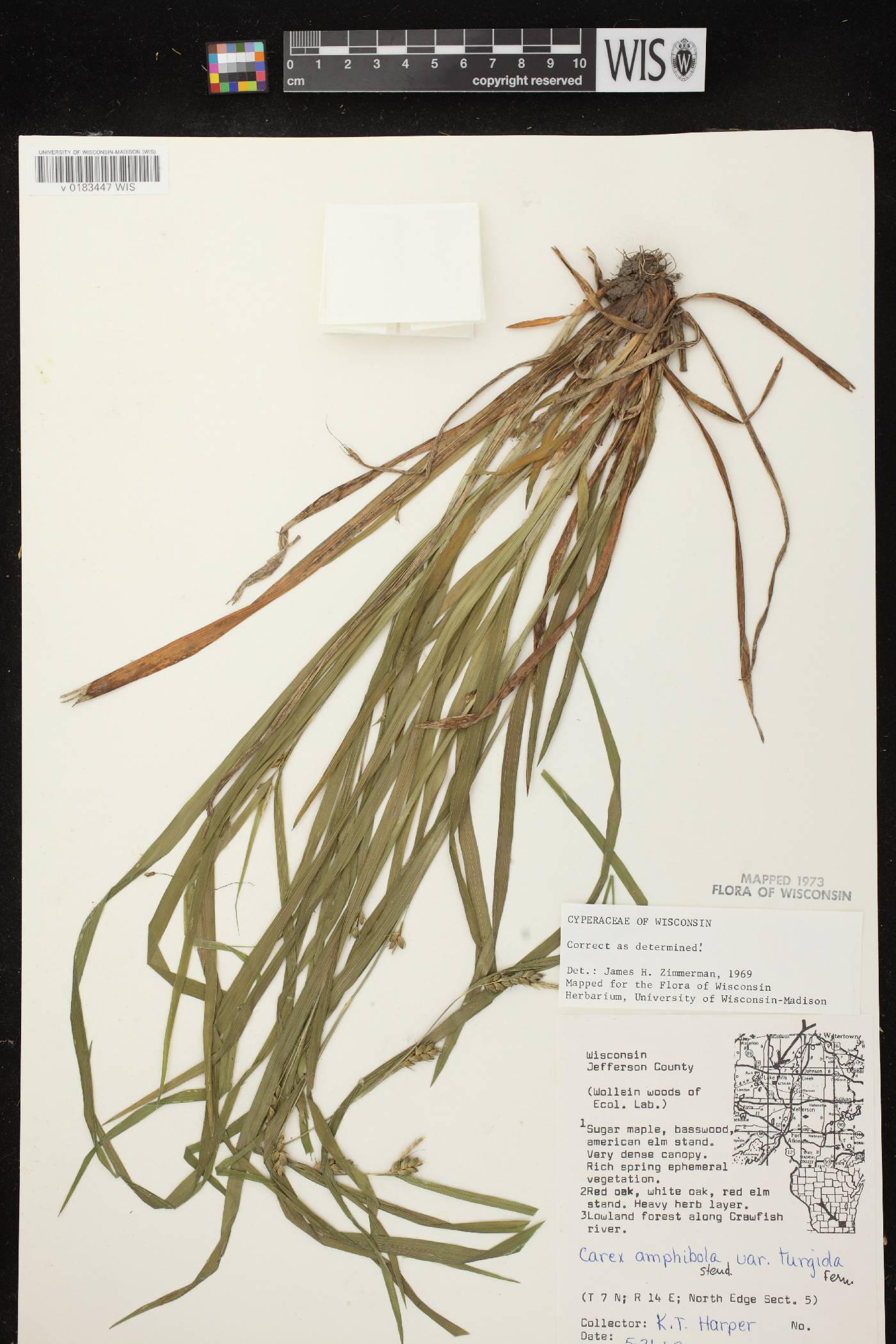 Carex grisea image