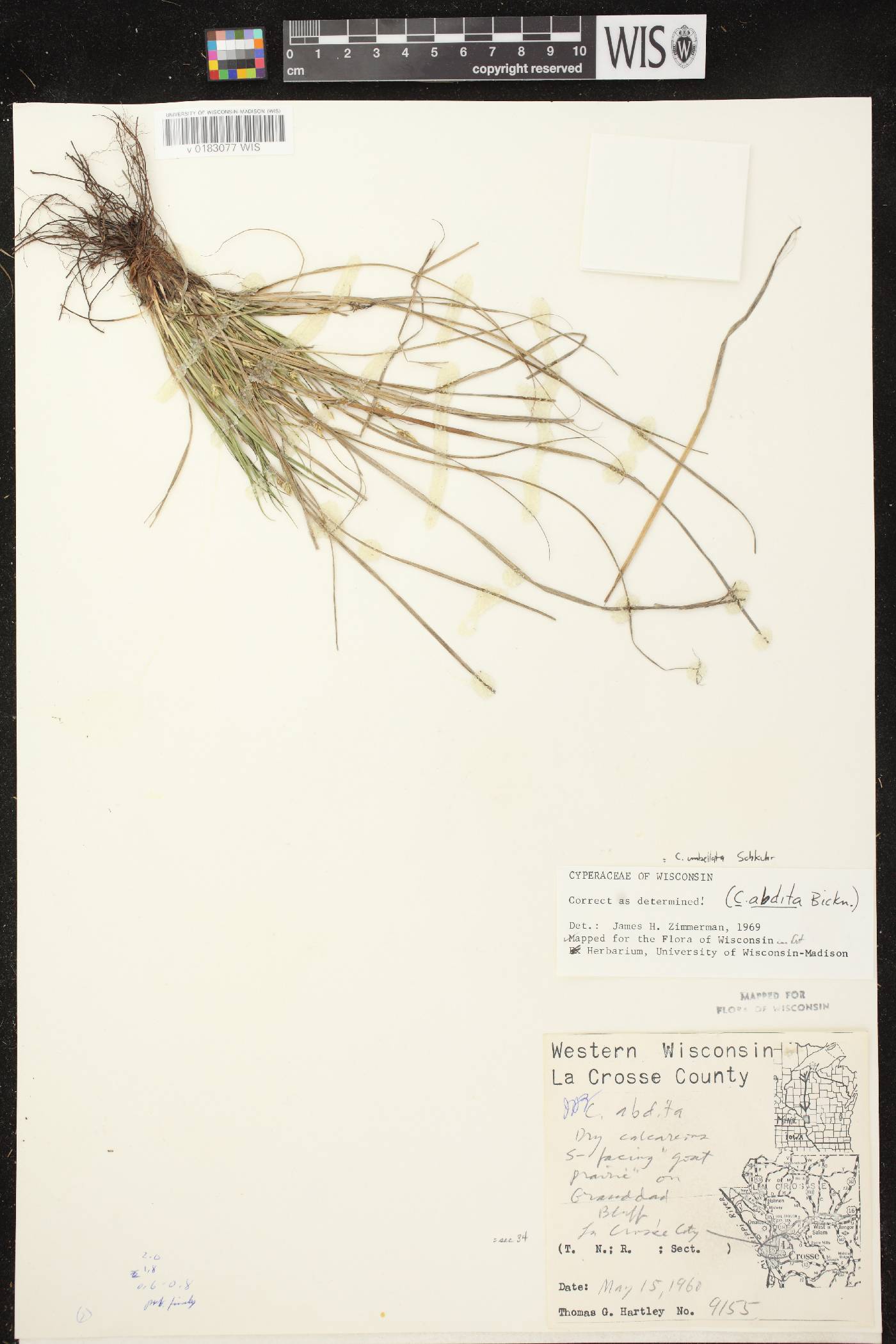 Carex umbellata image