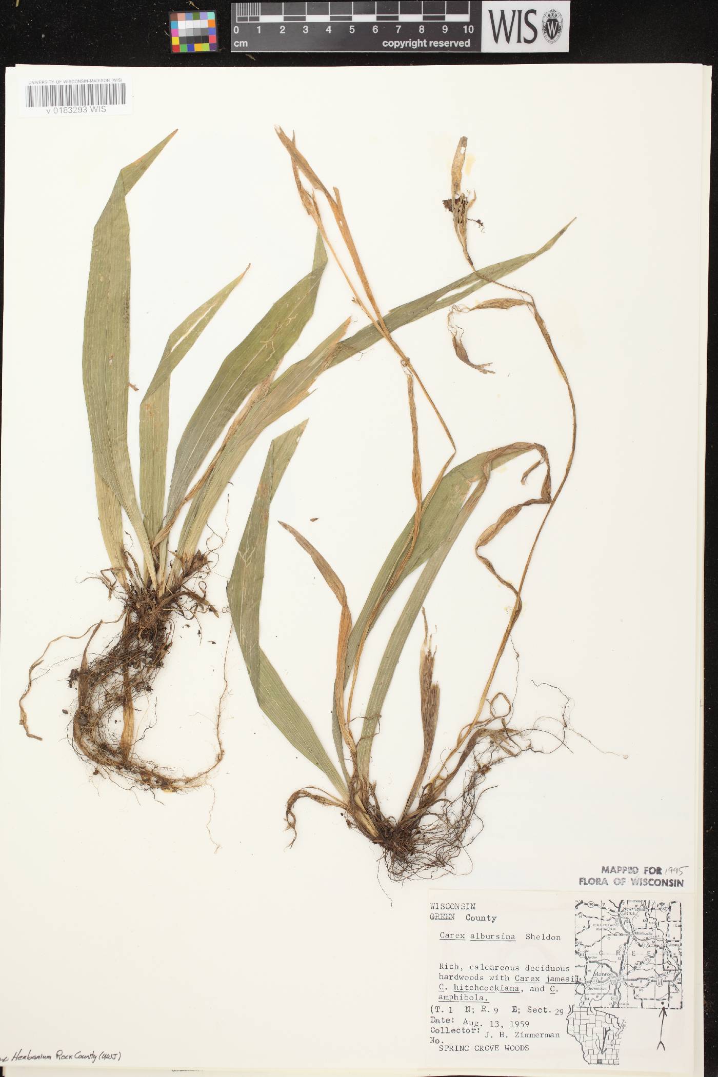 Carex albursina image