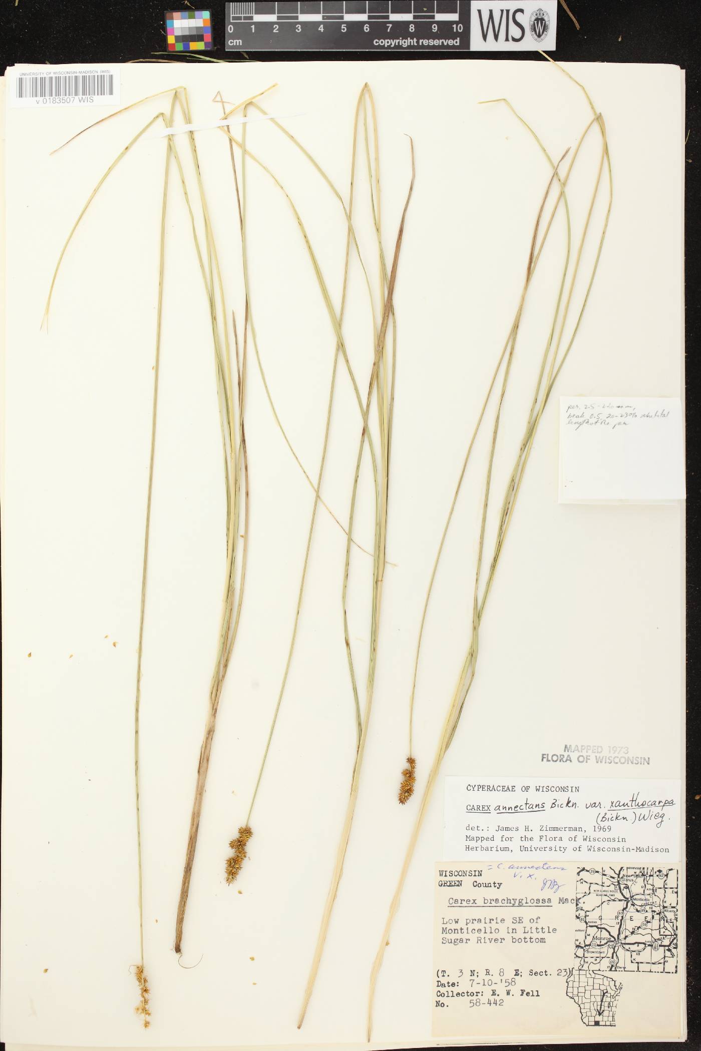 Carex annectens image