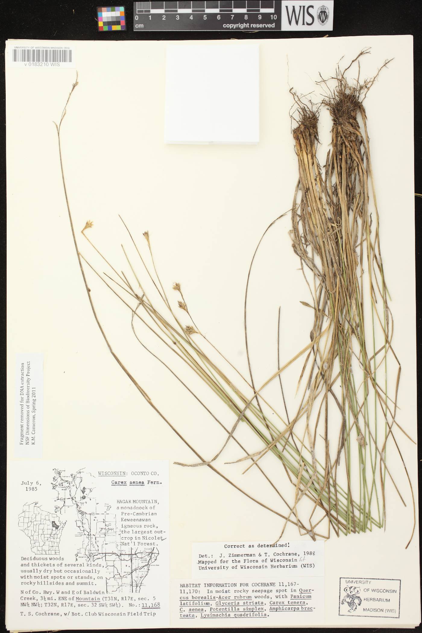 Carex foenea image