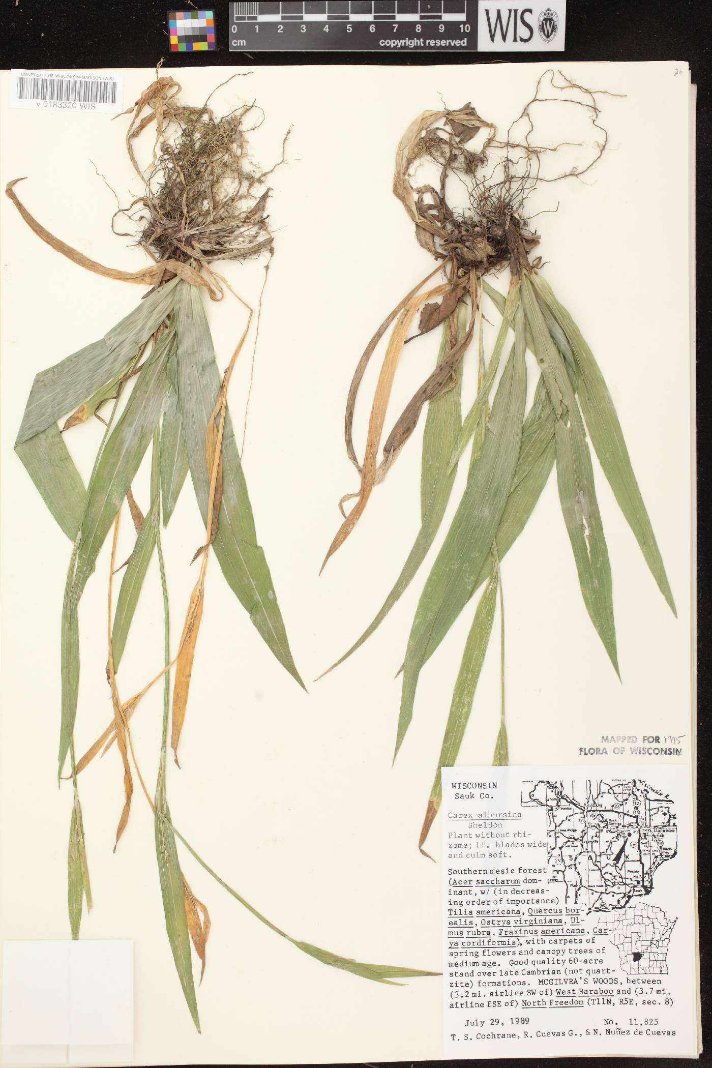 Carex albursina image